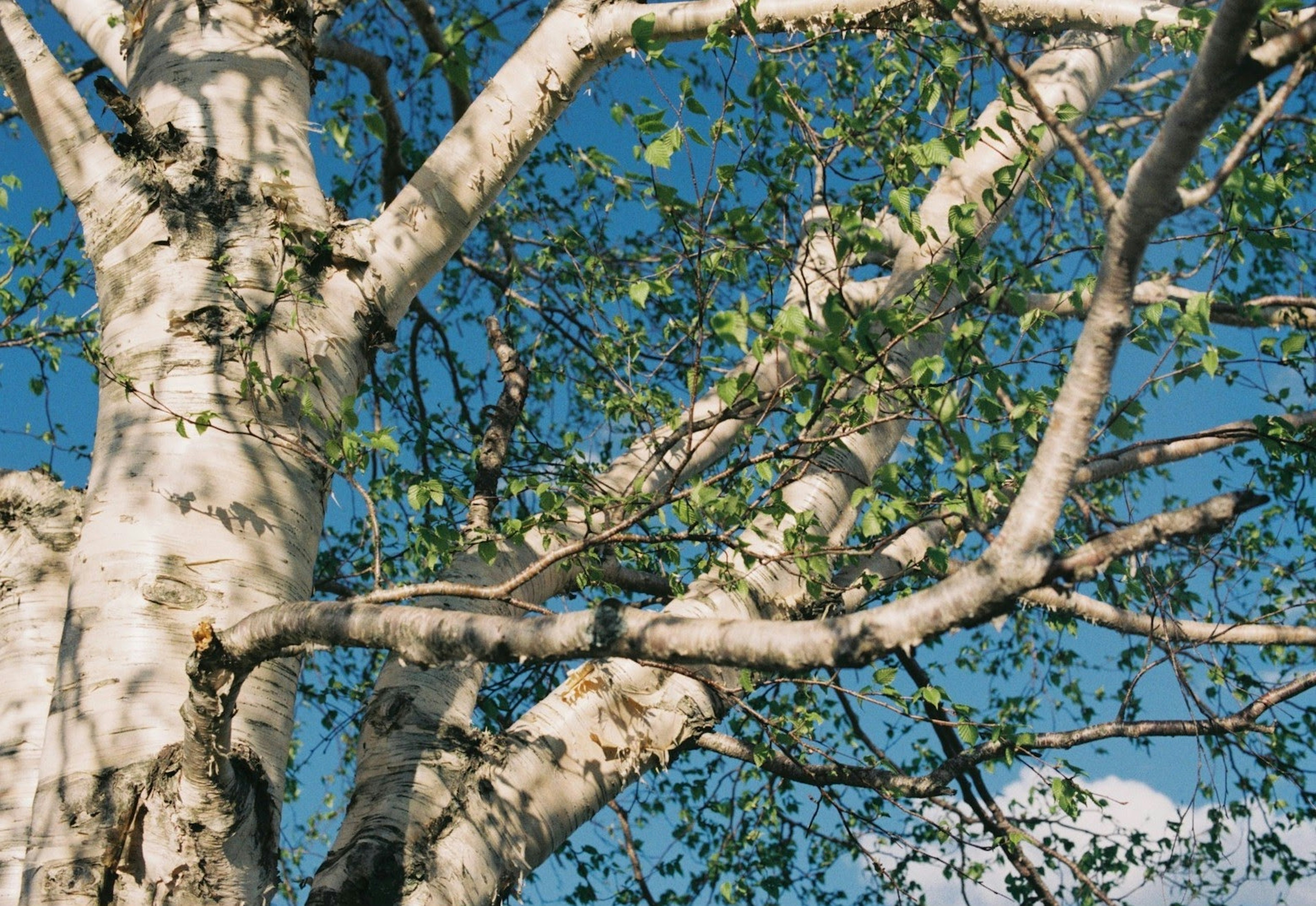 Branches d'un bouleau avec des feuilles vertes fraîches sous un ciel bleu