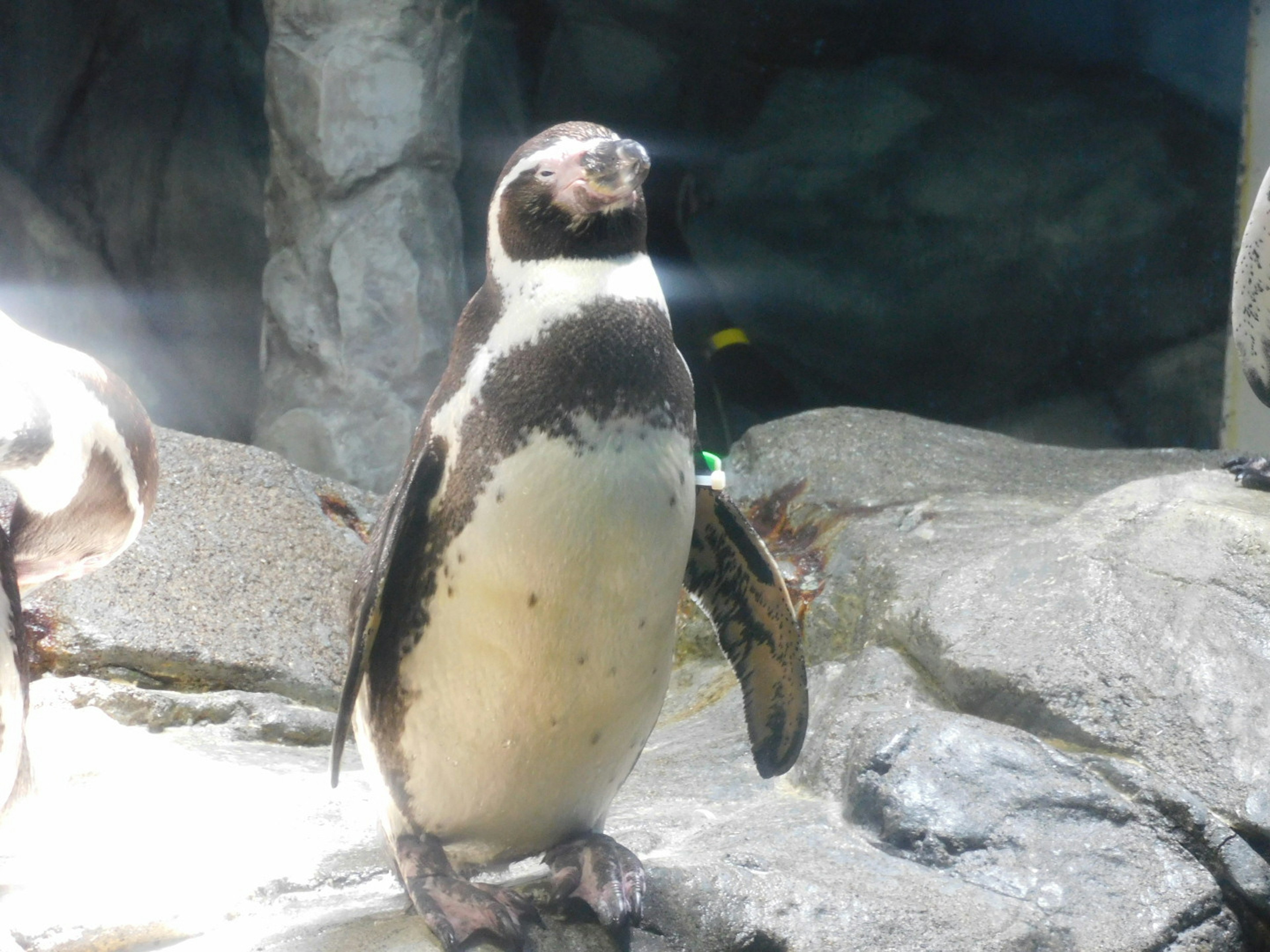 Un pingüino de pie sobre una roca con espalda negra y vientre blanco