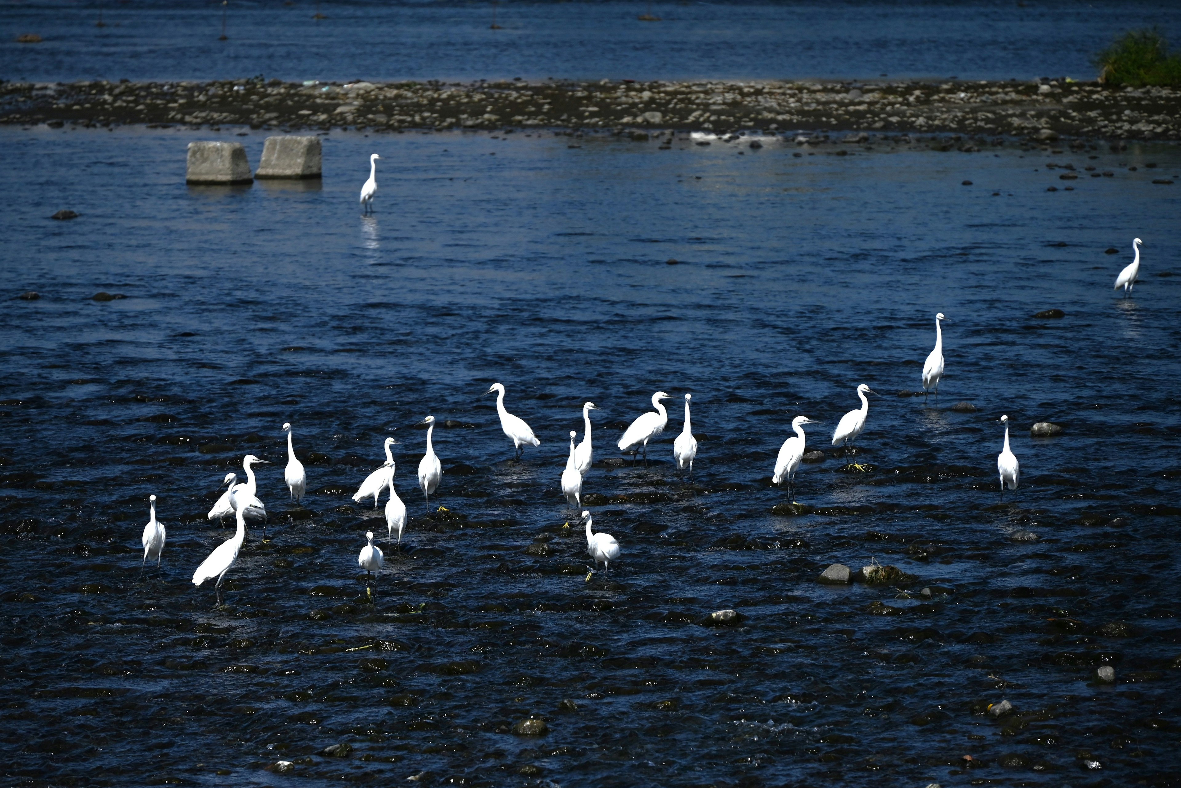 Un grupo de garzas blancas reunidas junto a un cuerpo de agua