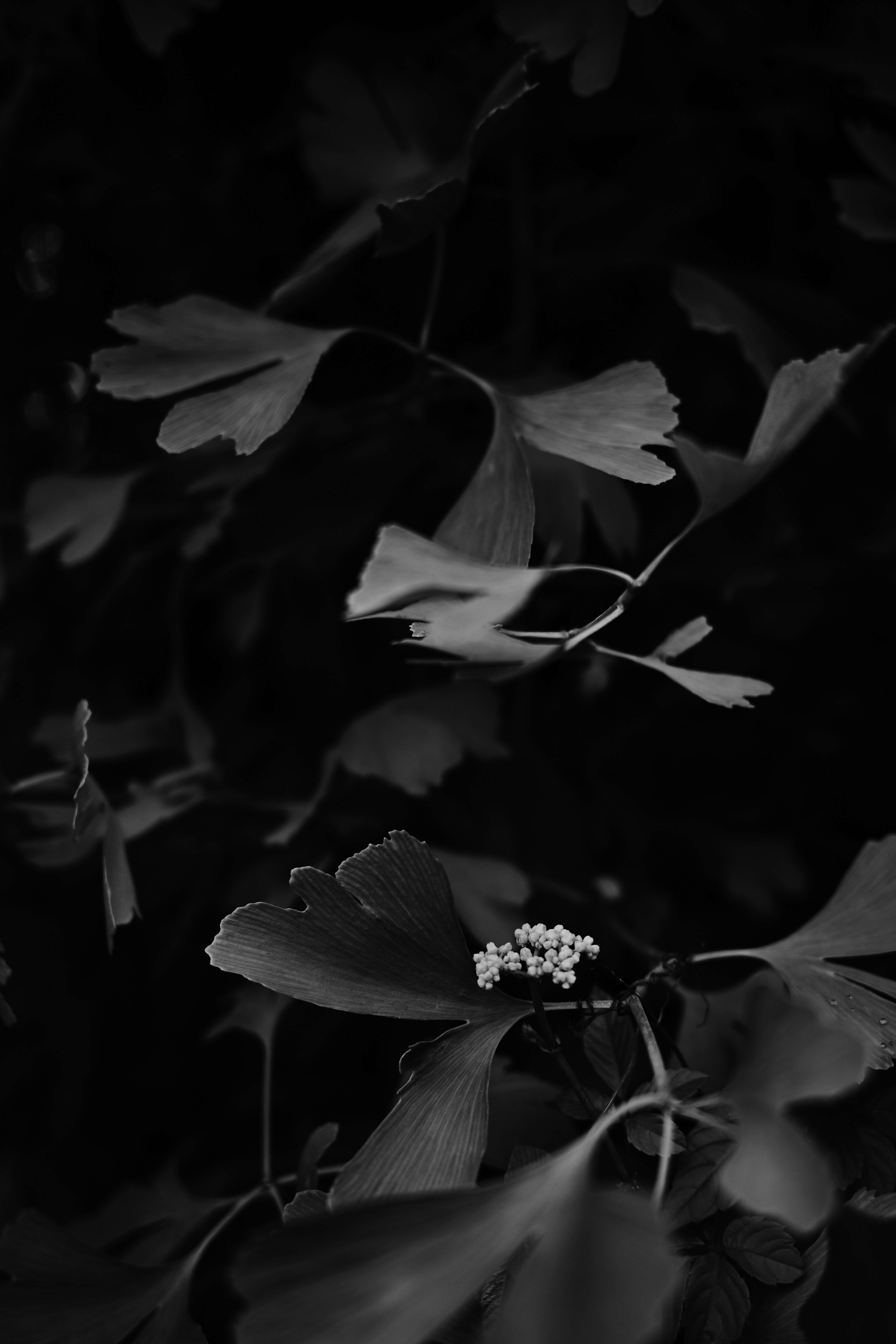 Schwarzweißbild von Ginkgo-Blättern und -Blüten