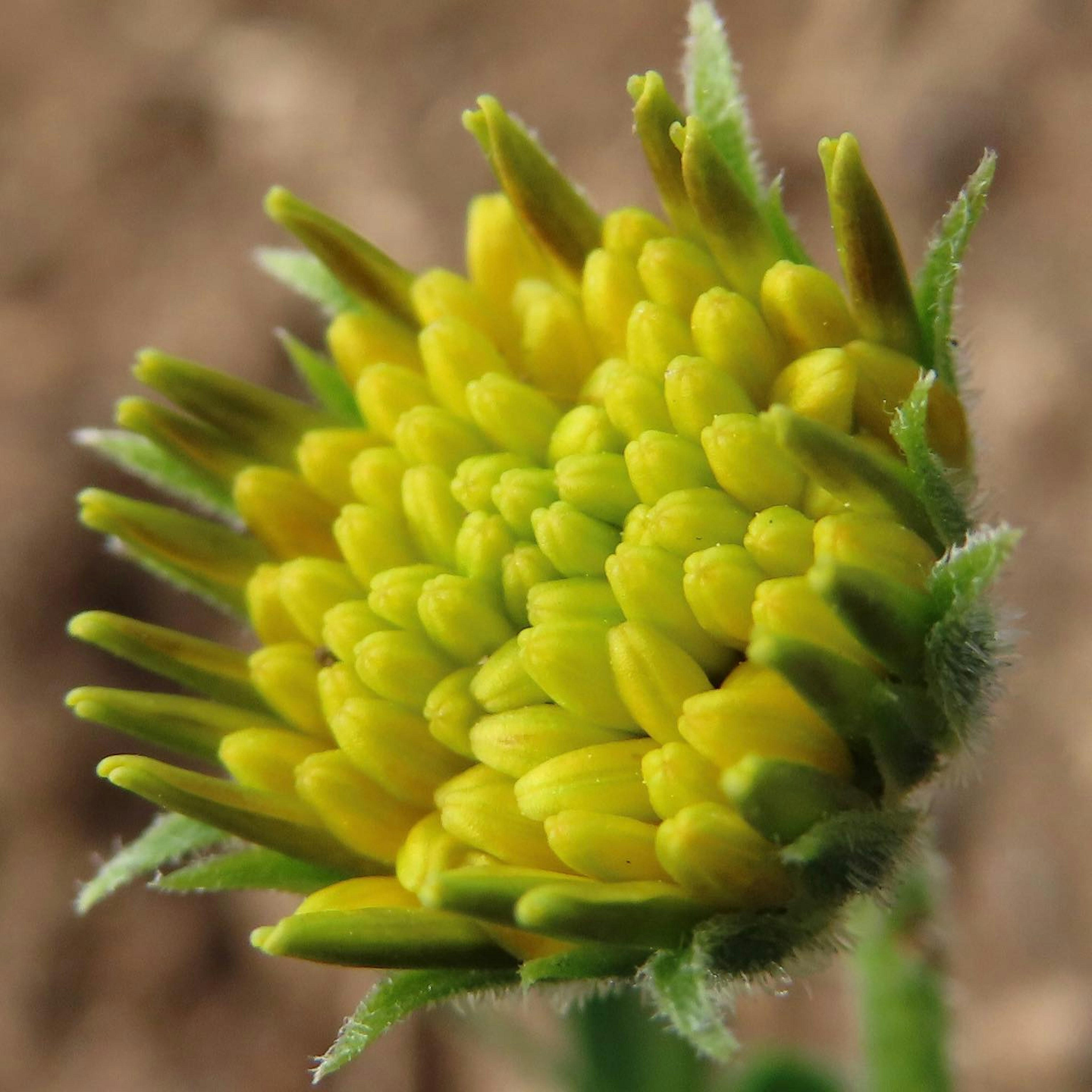 Close-up of a yellow flower bud about to bloom