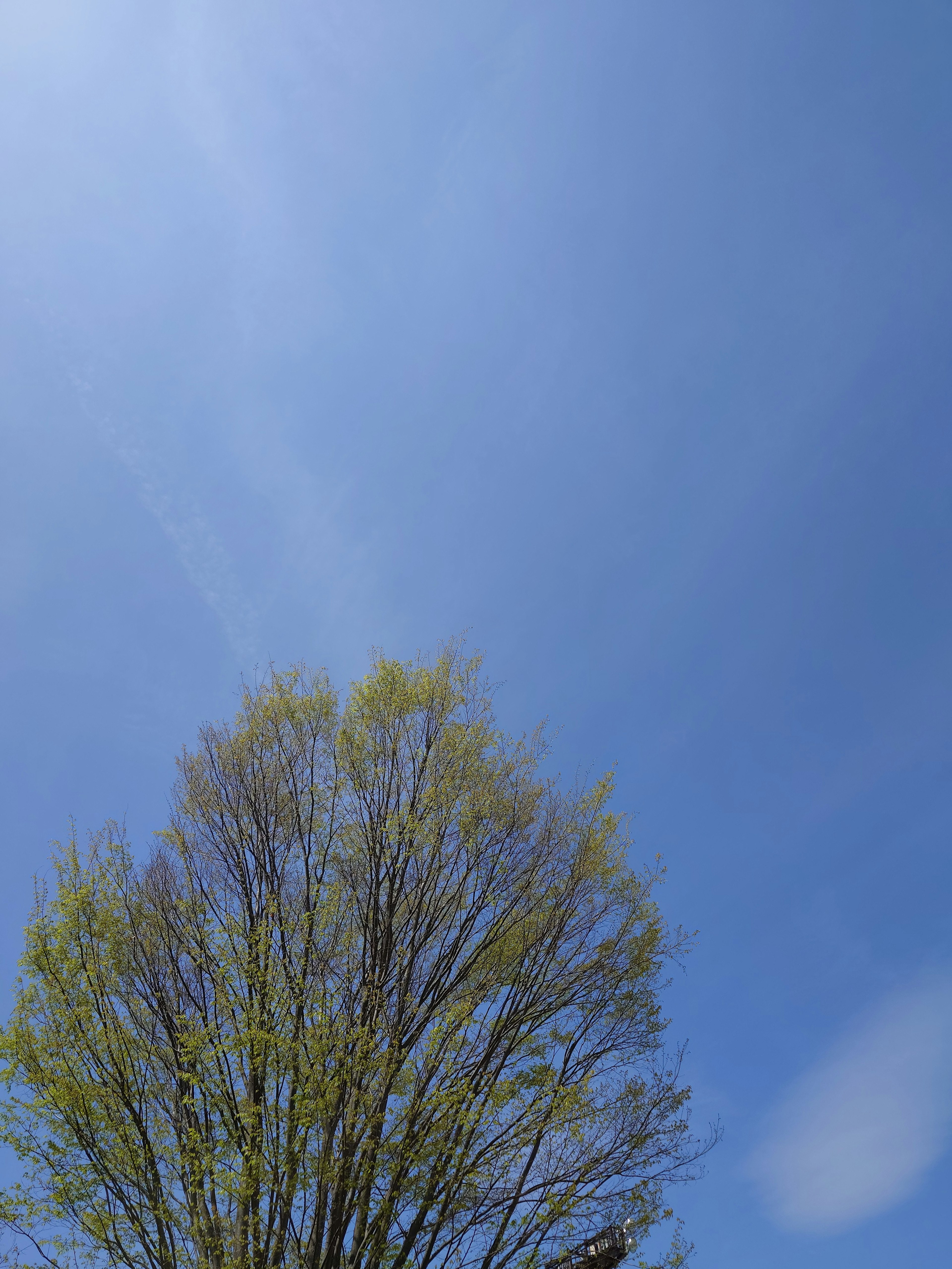 Ciel bleu avec la partie supérieure d'un arbre feuillu