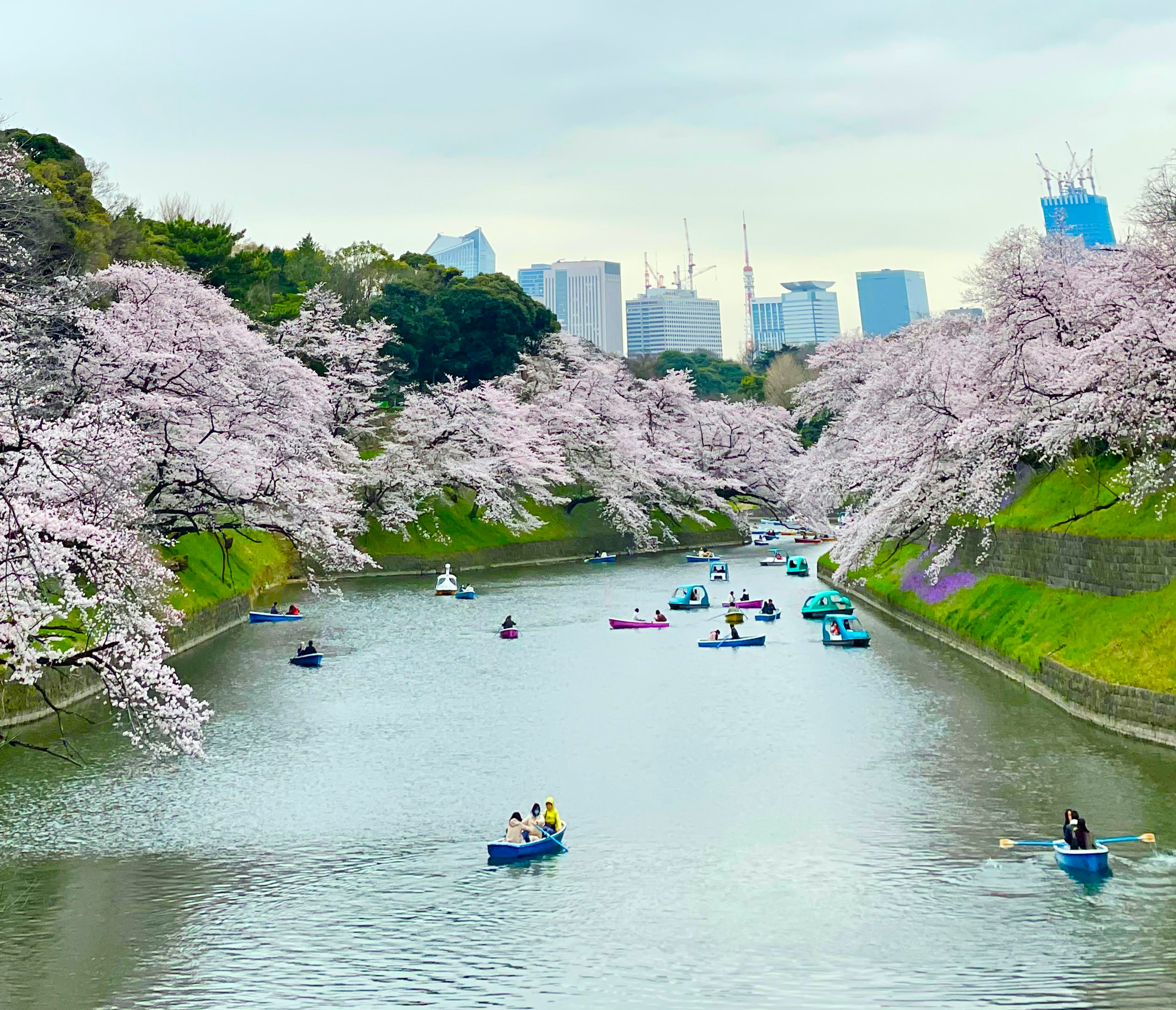 桜の木が並ぶ川でボートが浮かぶ風景