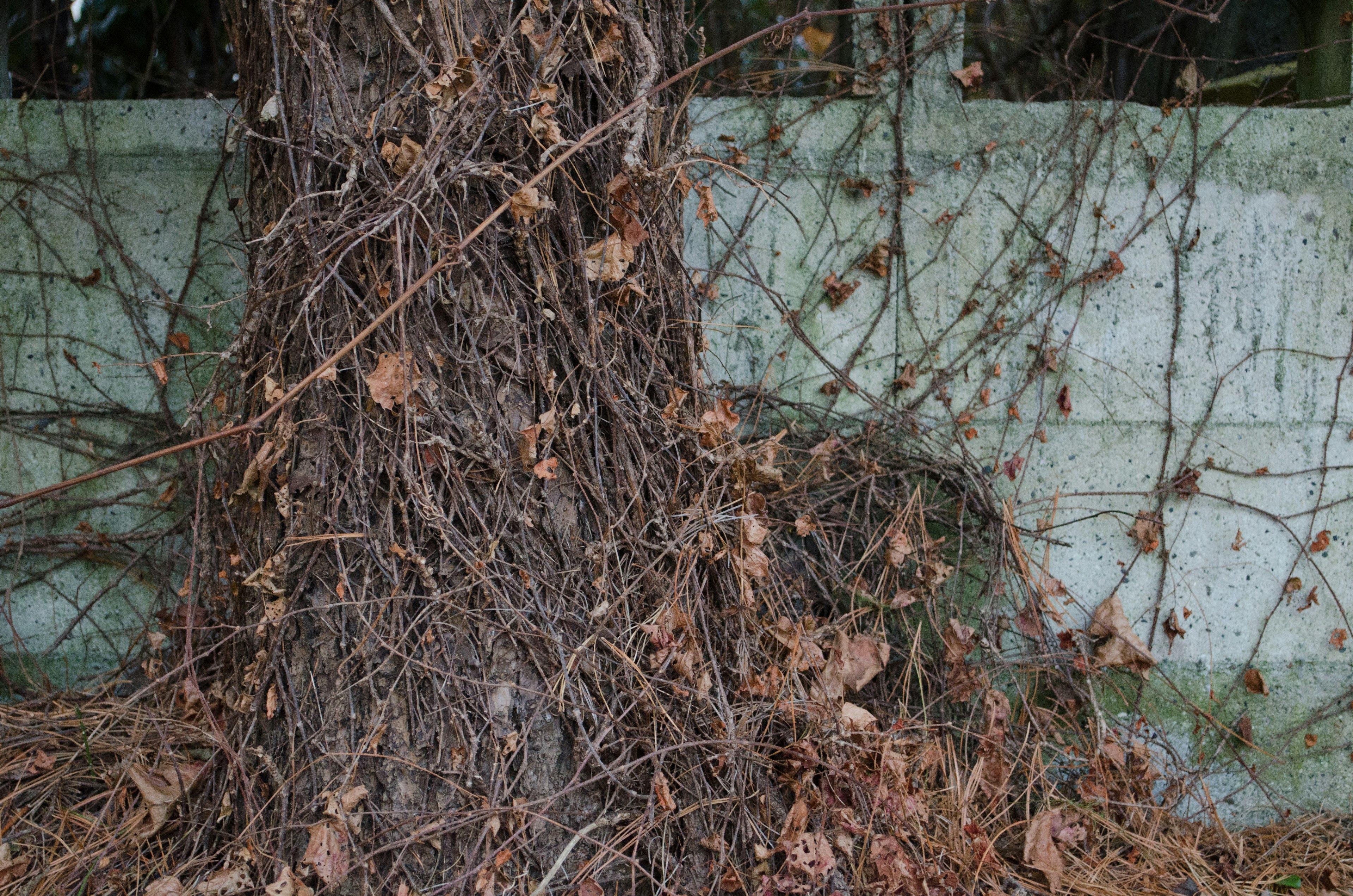 A tree with dry leaves intertwined with a concrete wall