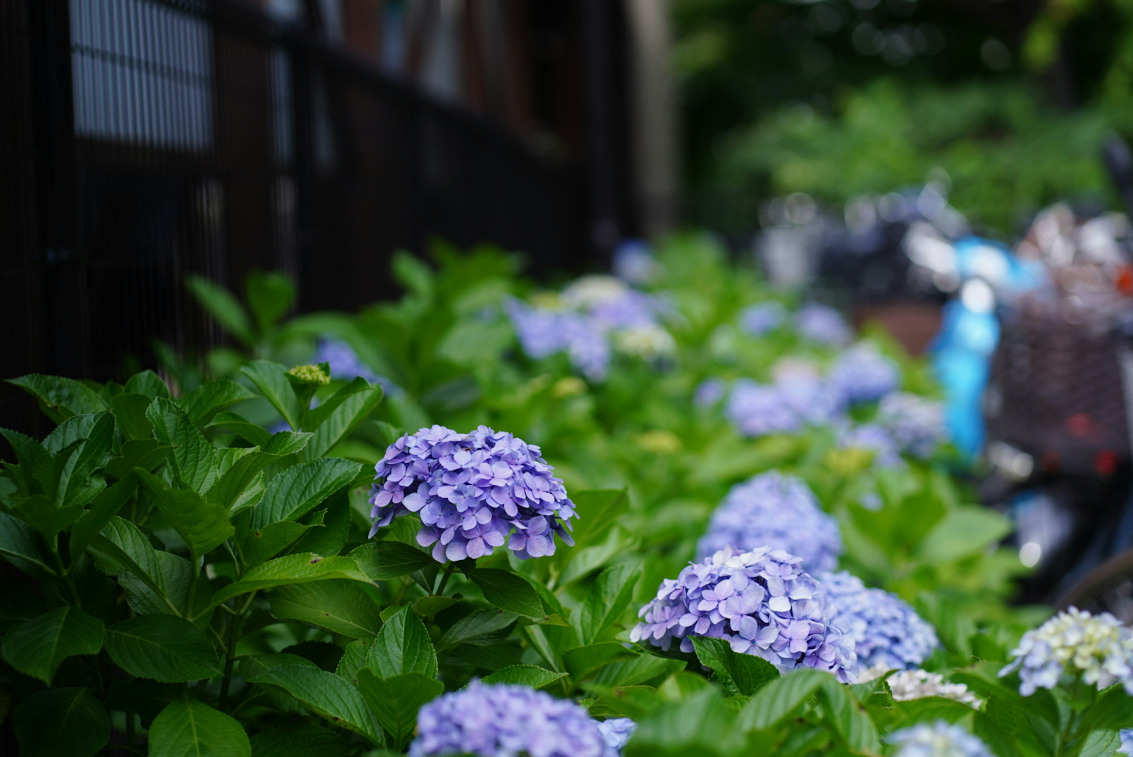 紫色のアジサイの花と緑の葉の近くに自転車が並んでいる風景