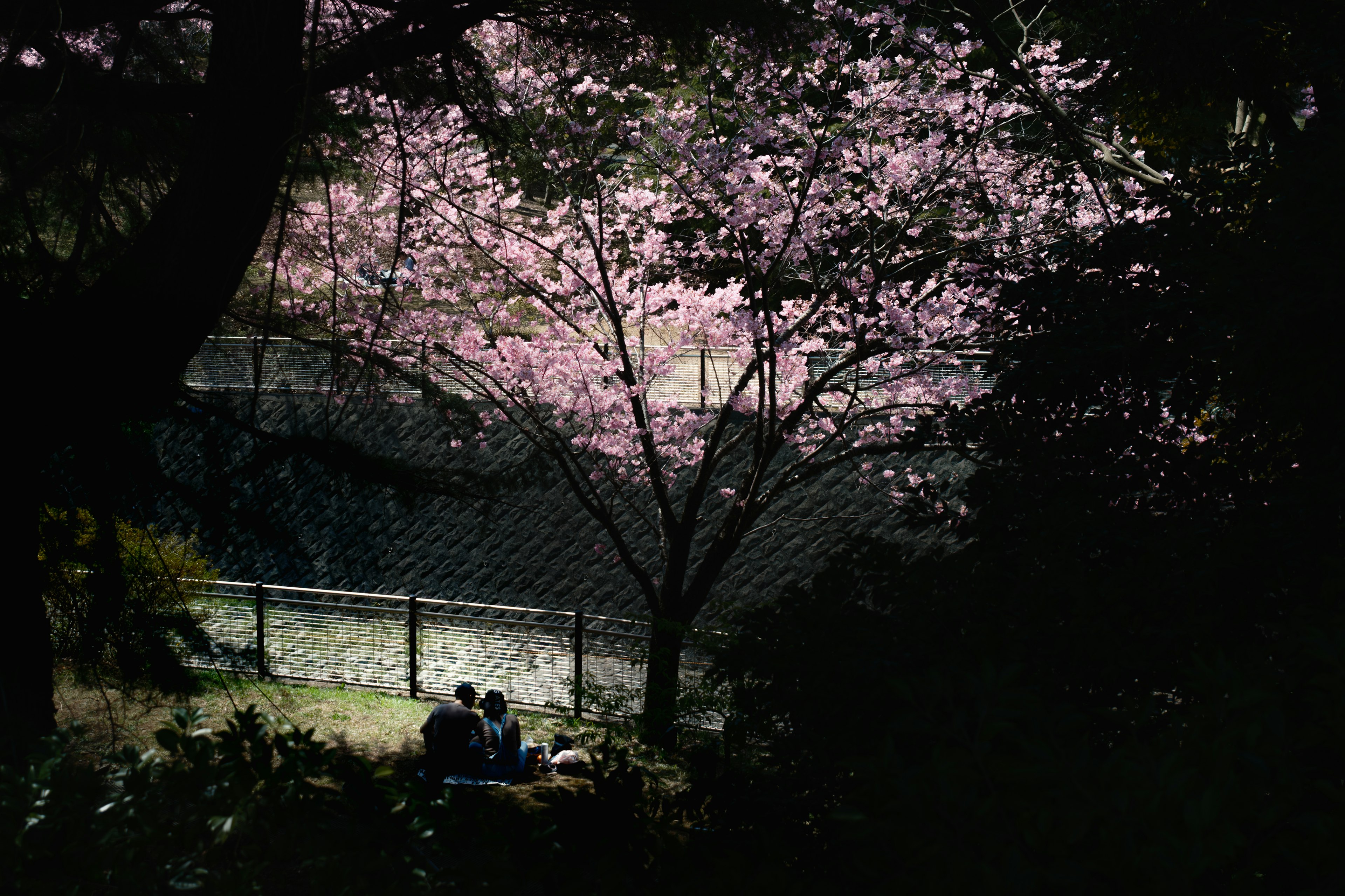 桜の木の下で座るカップルと背景の川