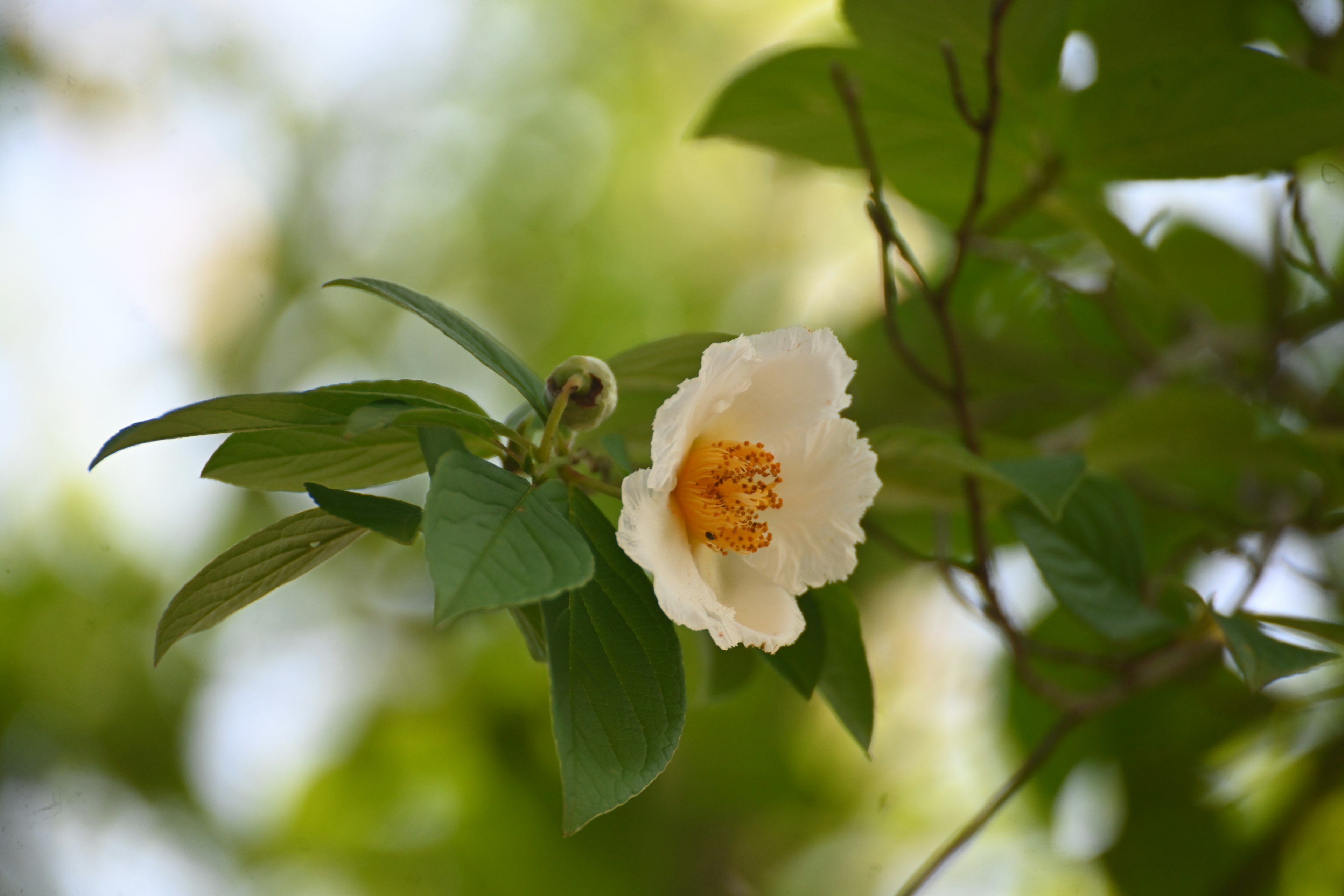 白い花と緑の葉が特徴の植物のクローズアップ