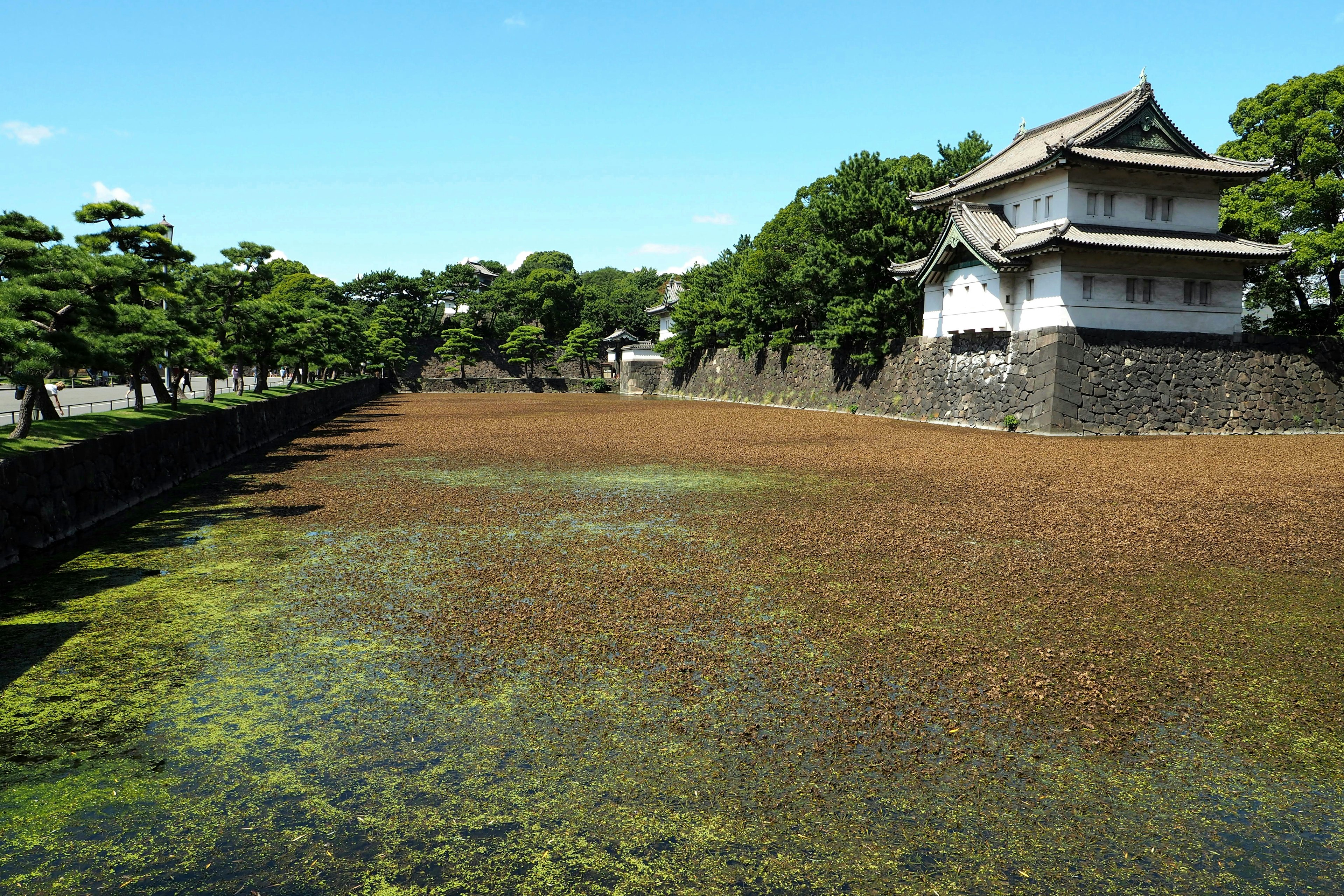 東京皇宮周圍的景觀，水面上漂浮的藻類和綠色樹木