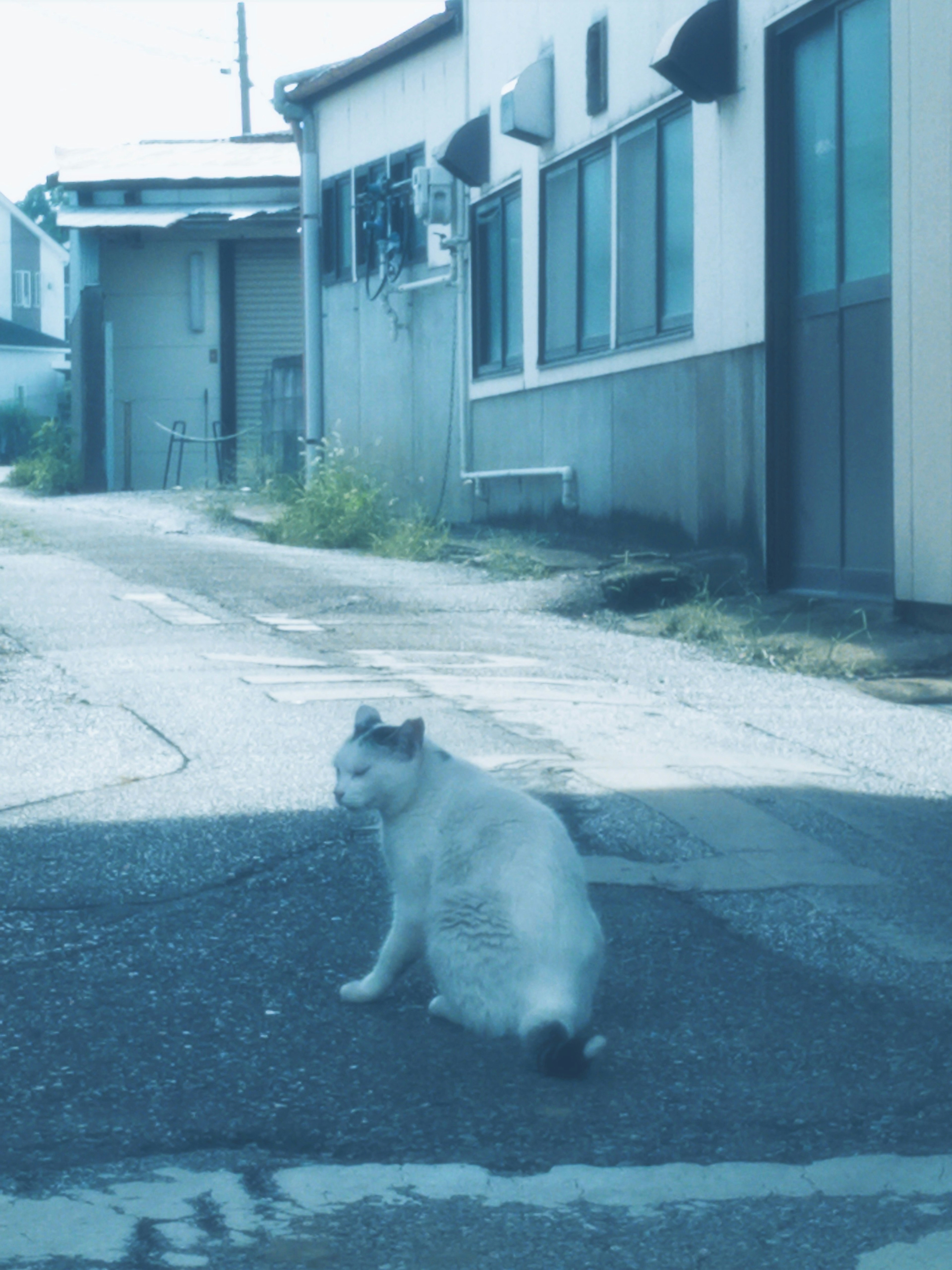 A white cat sitting in a bluish alleyway