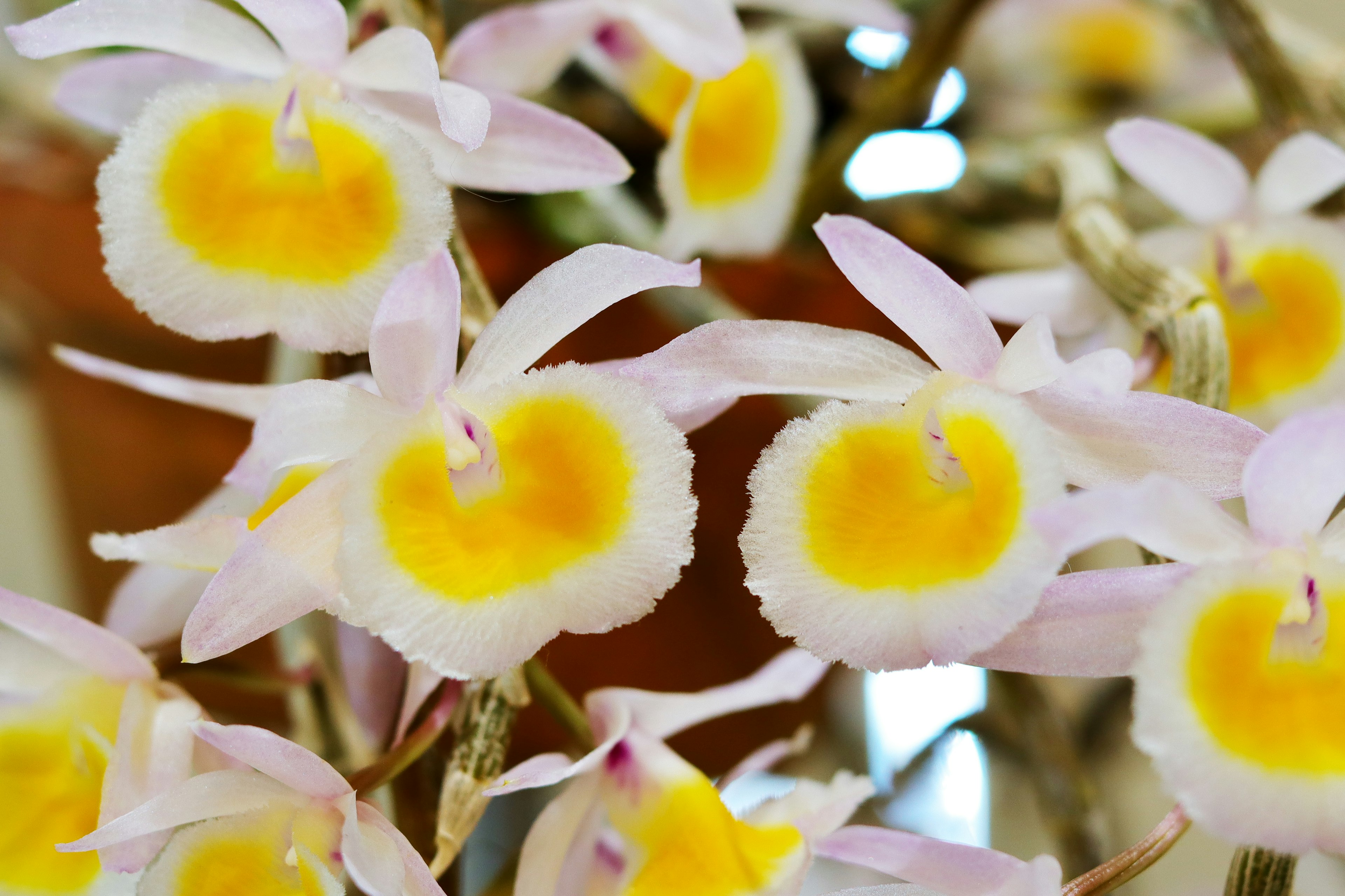 淡いピンクと黄色の美しい蘭の花が集まっている