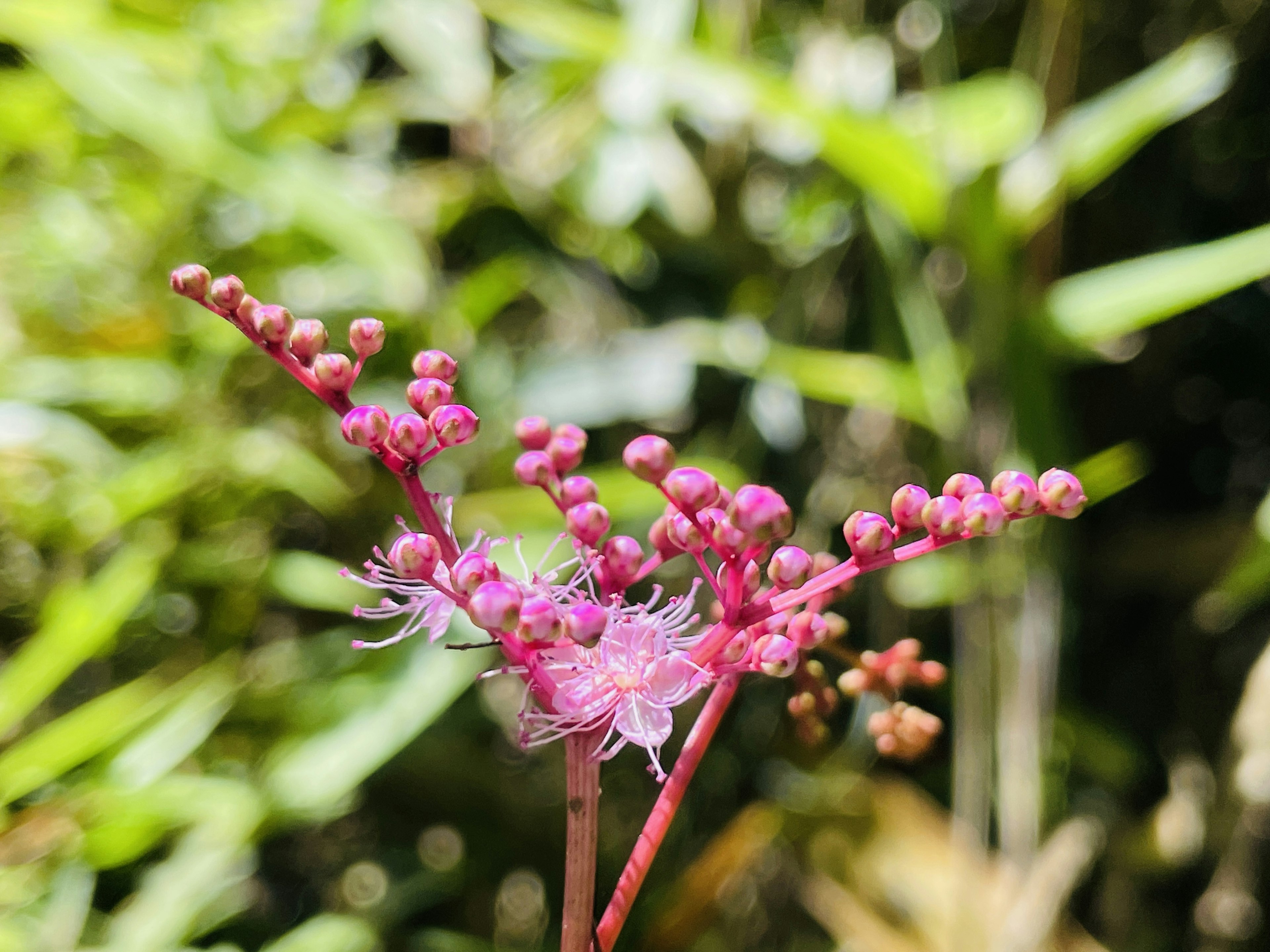 Close-up of a vibrant pink flower with clusters of buds surrounded by green foliage