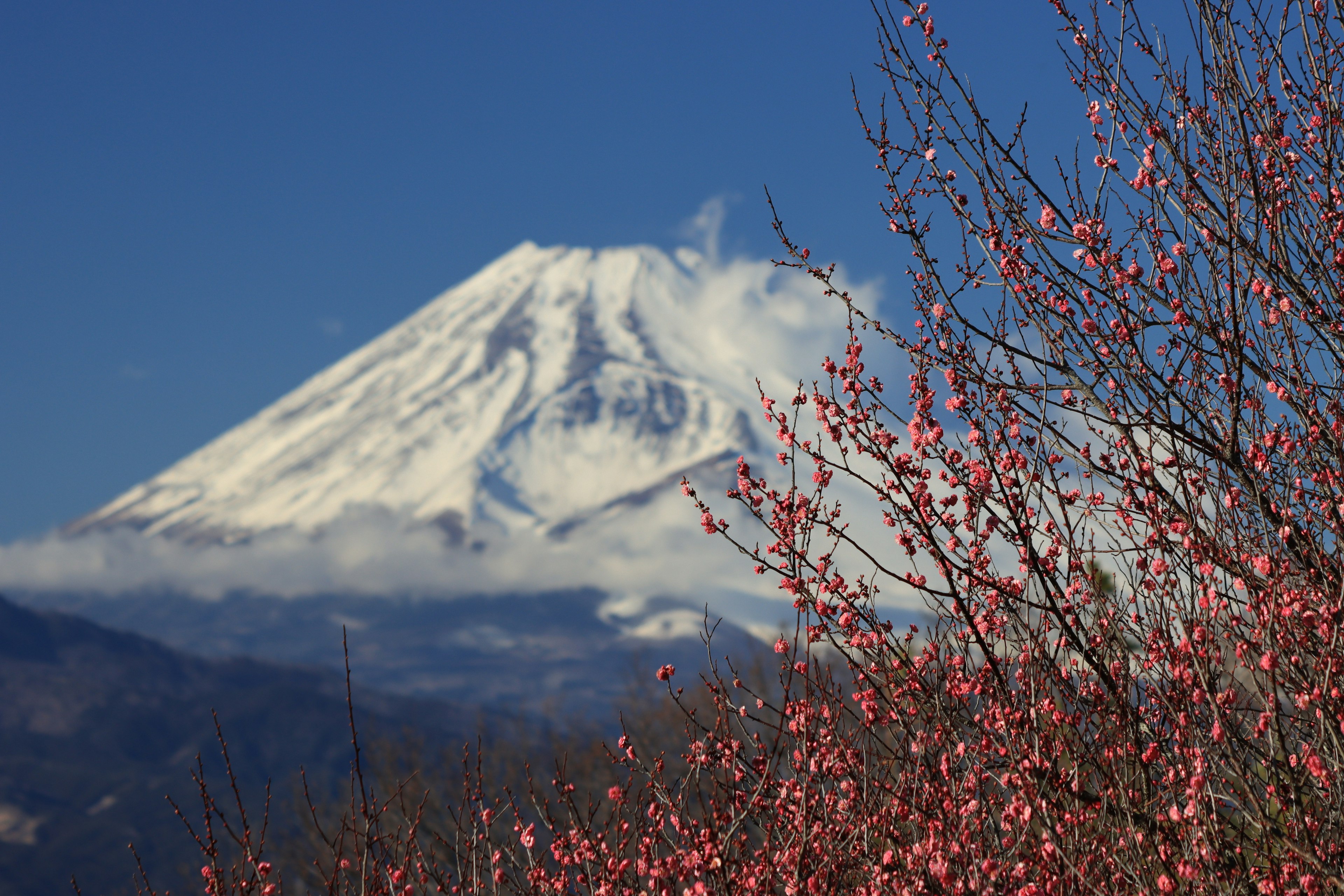 ทิวทัศน์สวยงามของภูเขาฟูจิพร้อมดอกซากุระบานใต้ท้องฟ้าสีฟ้า