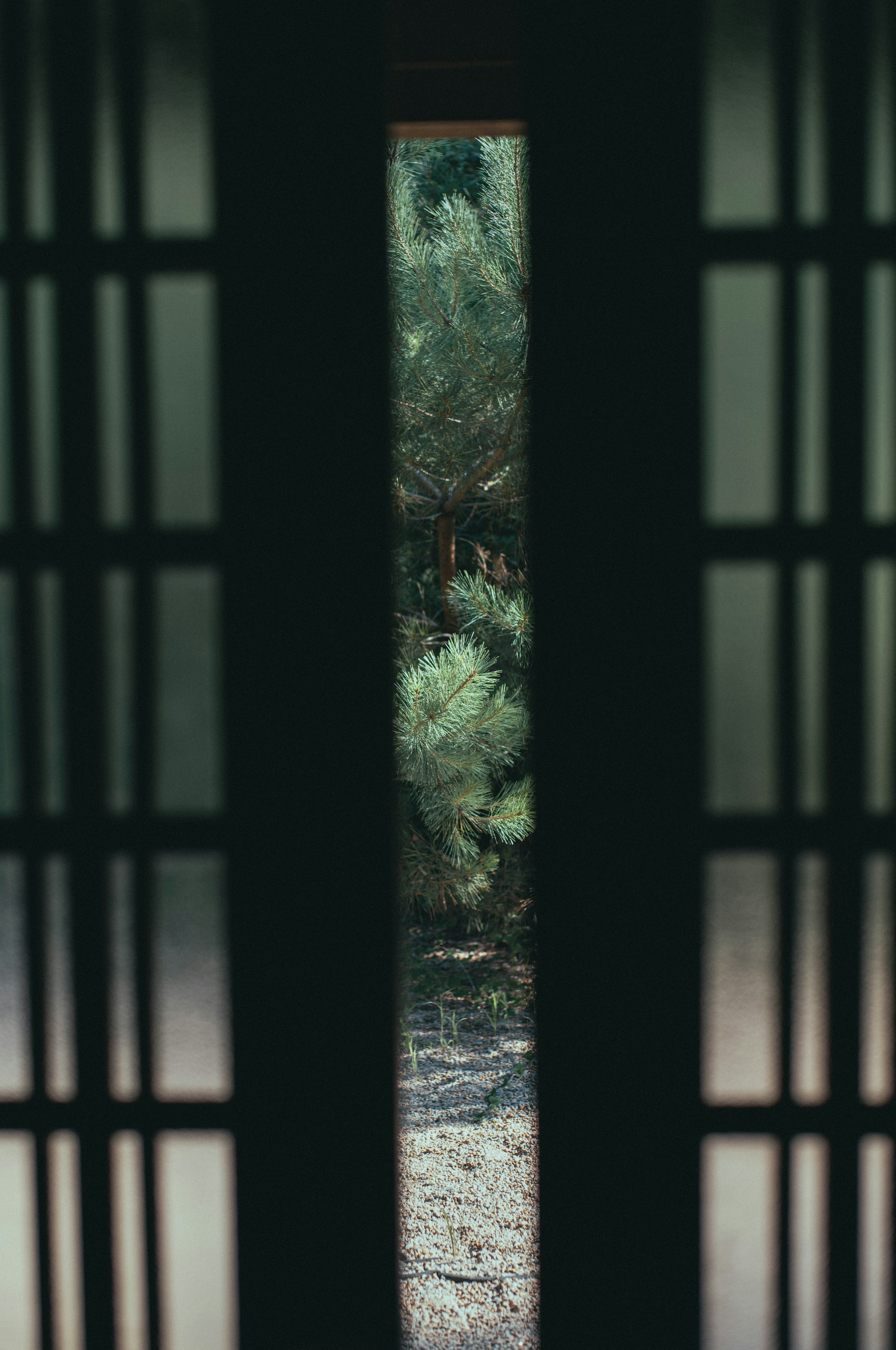 Vue d'un jardin vert à travers un fin écran shoji