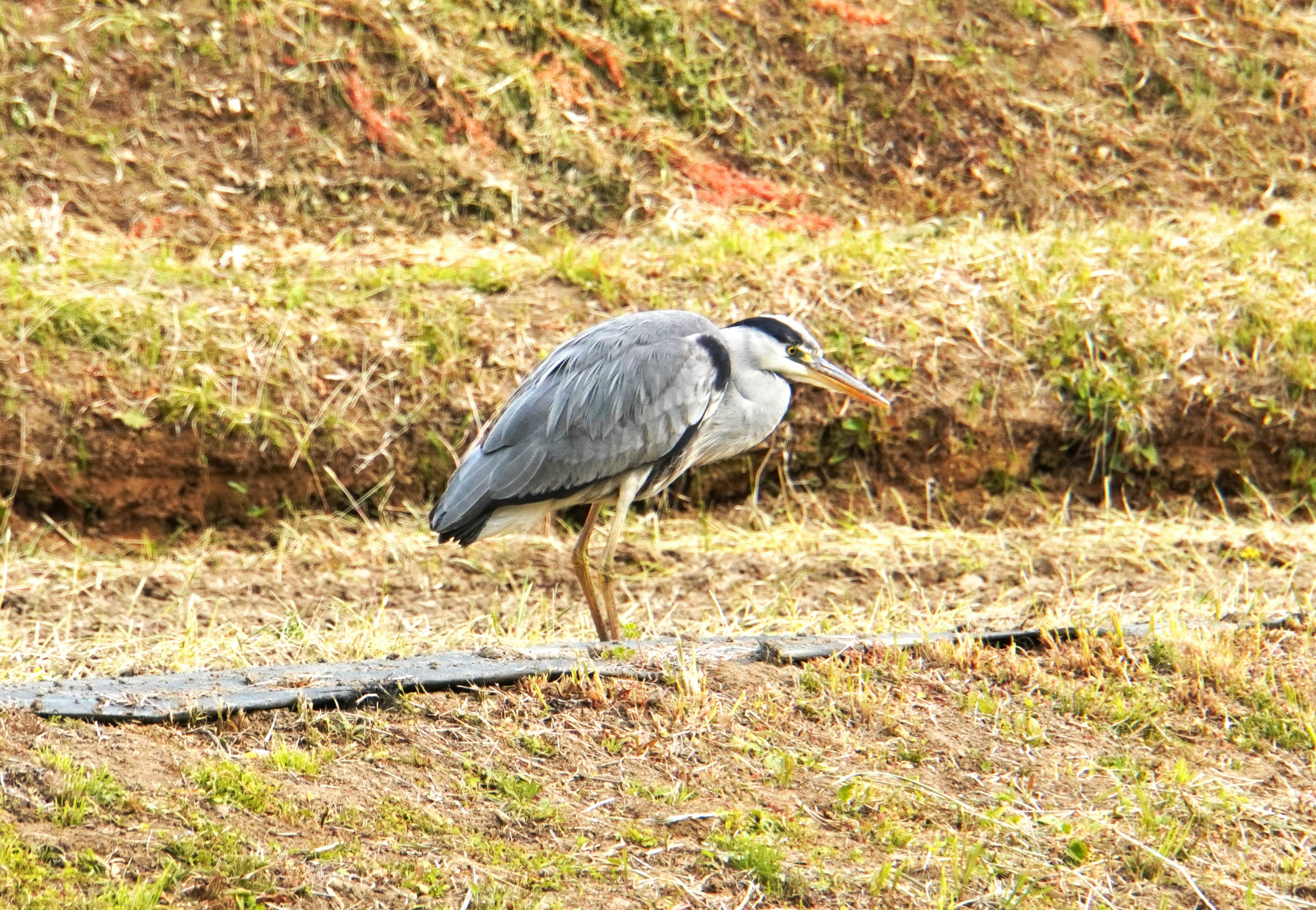 A heron with blue feathers walking on grassy terrain