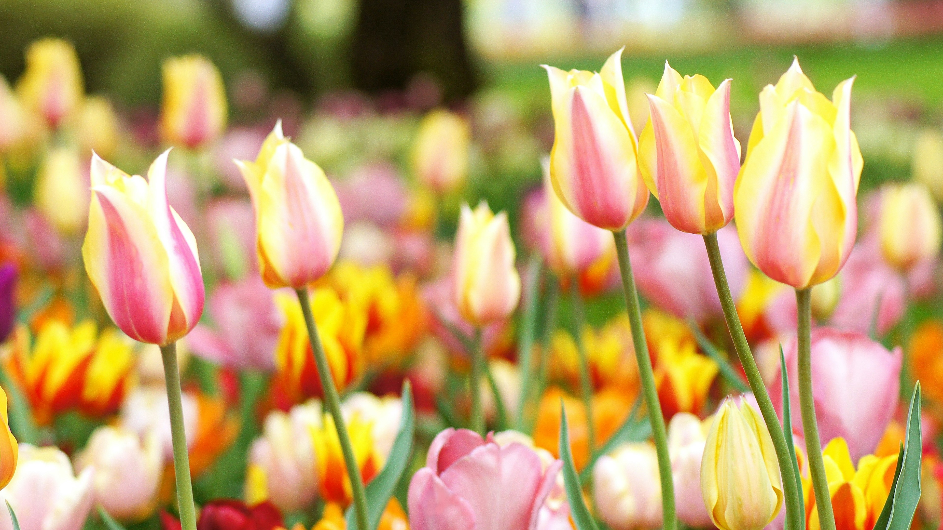 Vườn hoa tulip đầy màu sắc với hoa tulip hồng và vàng sáng