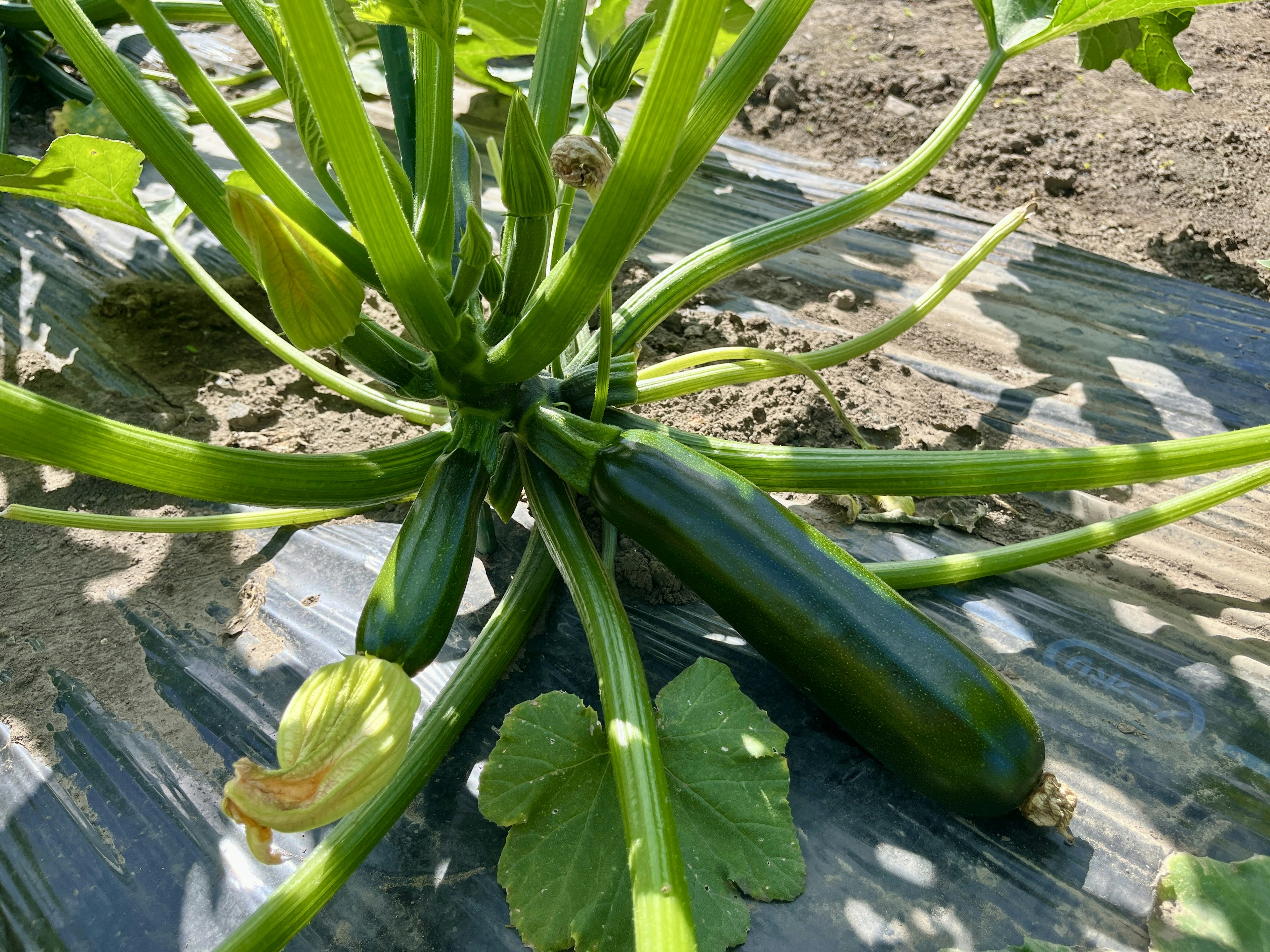 Zucchini plant with green fruits visible