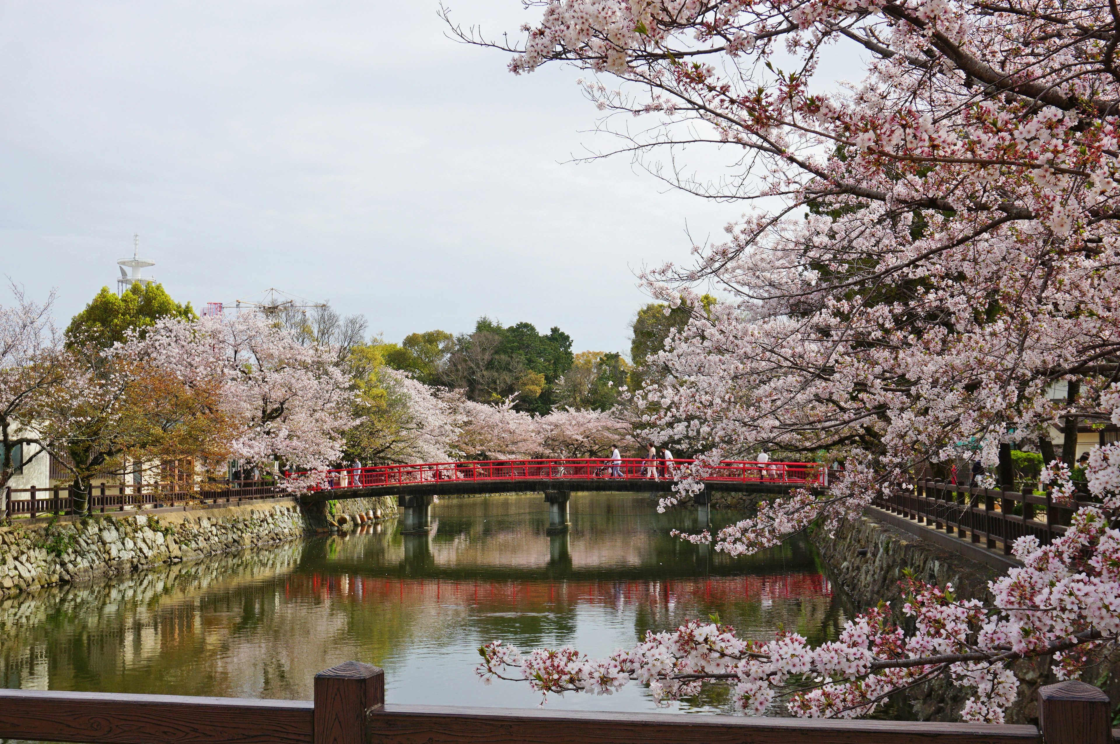 Vista panoramica lungo un fiume con fiori di ciliegio e un ponte rosso che si riflette nell'acqua