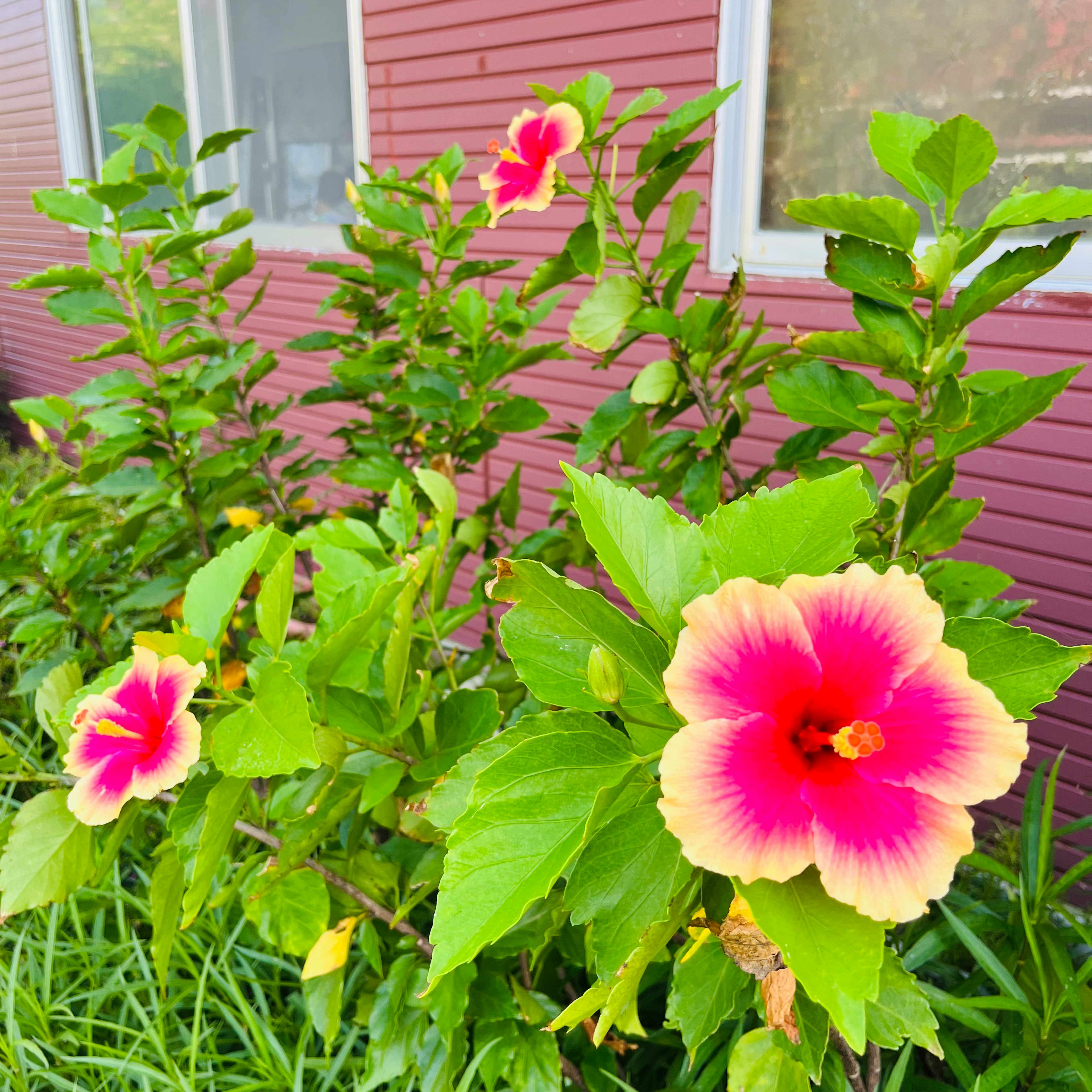 赤紫の花が咲く植物が窓のそばにある