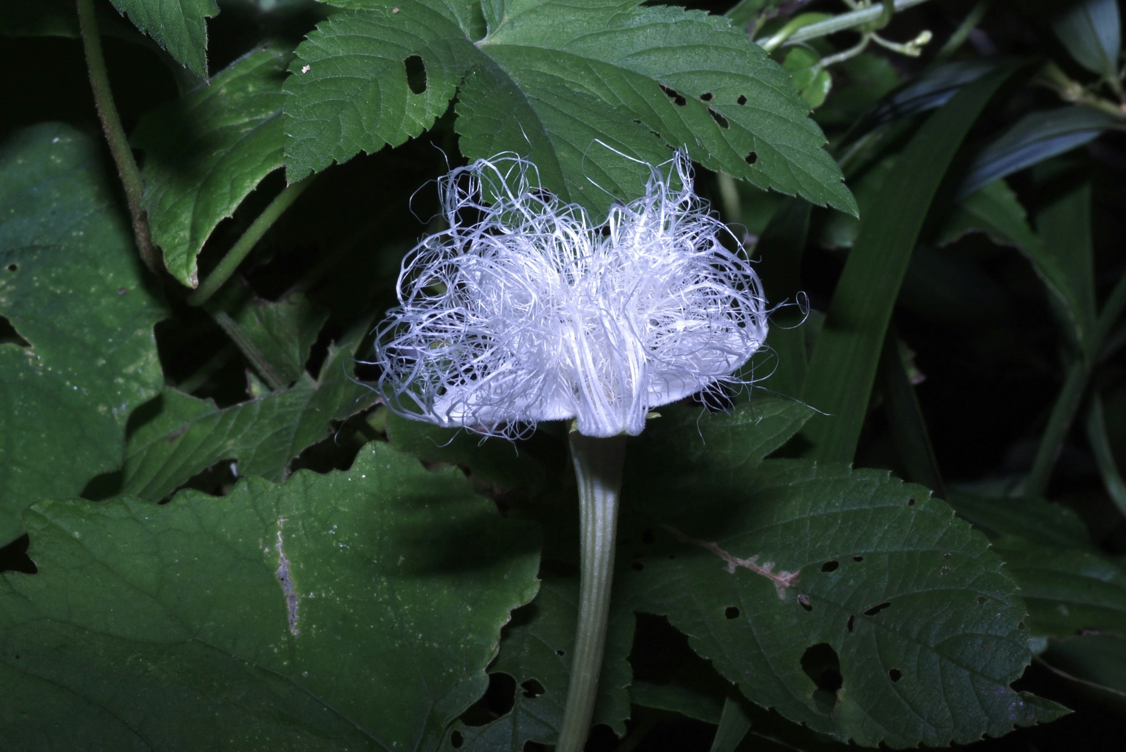 白い繊細な花が緑の葉の中に咲いている