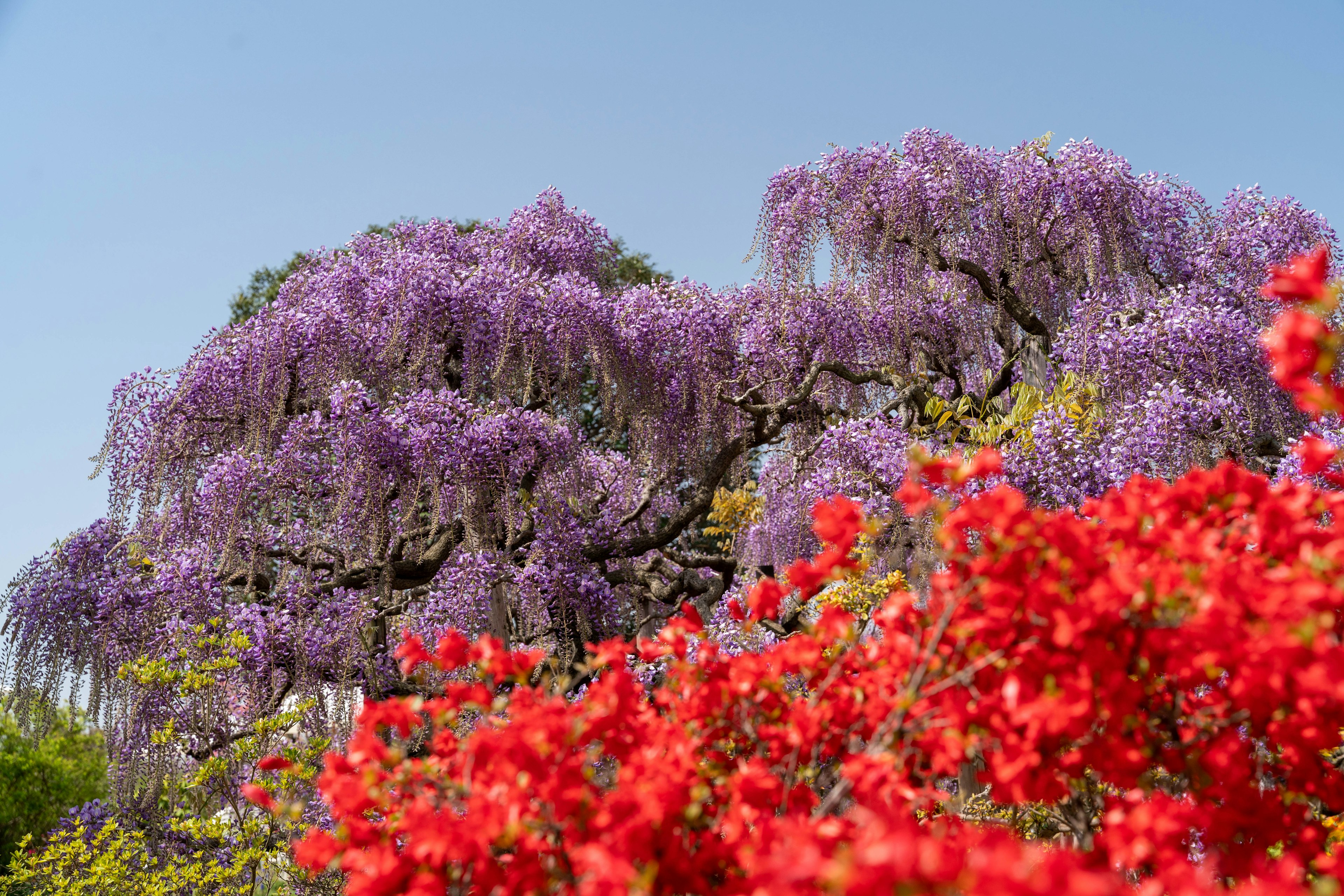 Lanskap dengan bunga wisteria ungu dan bougainvillea merah