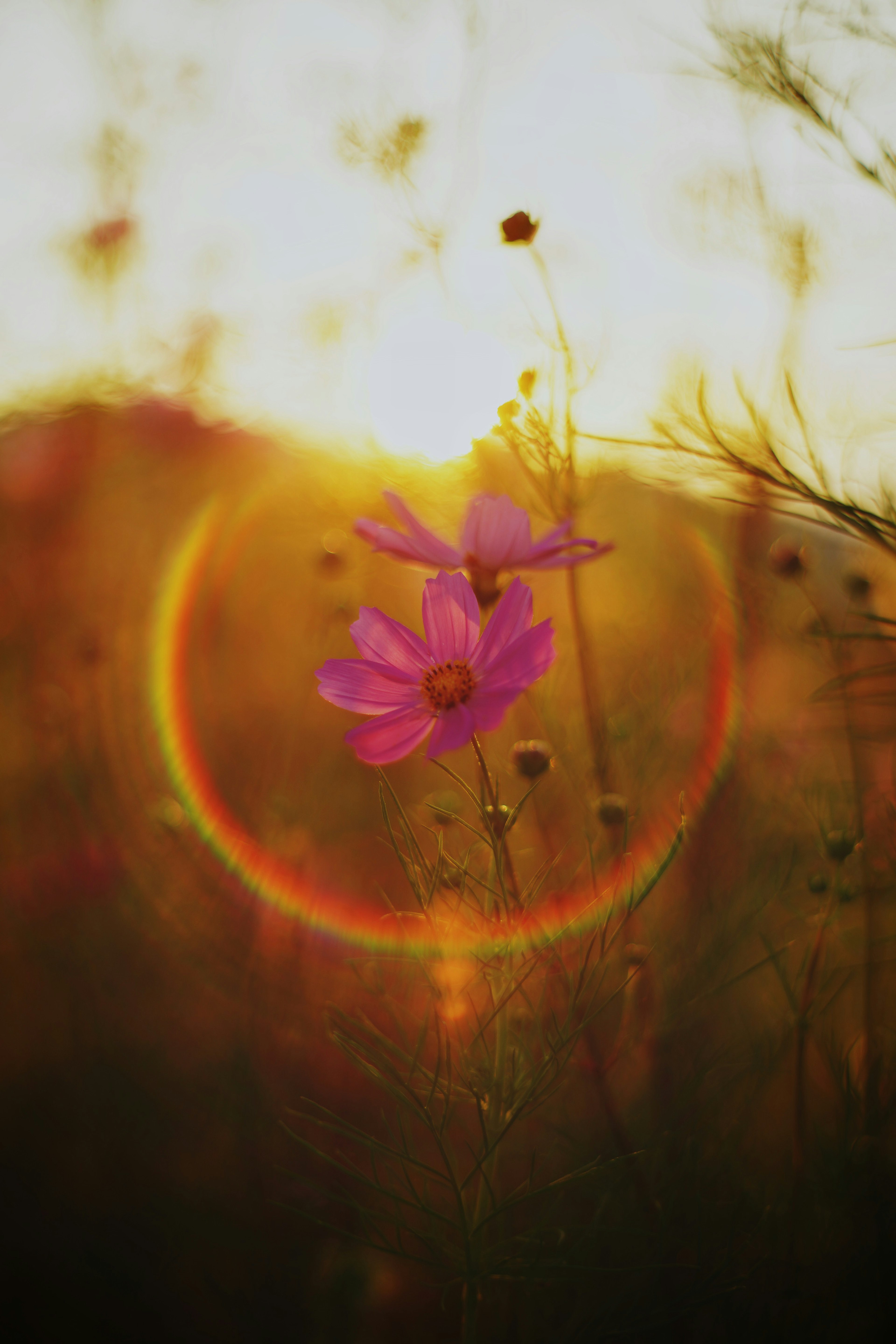 Rosa Blumen vor einem Sonnenuntergang mit einem leuchtenden Halo