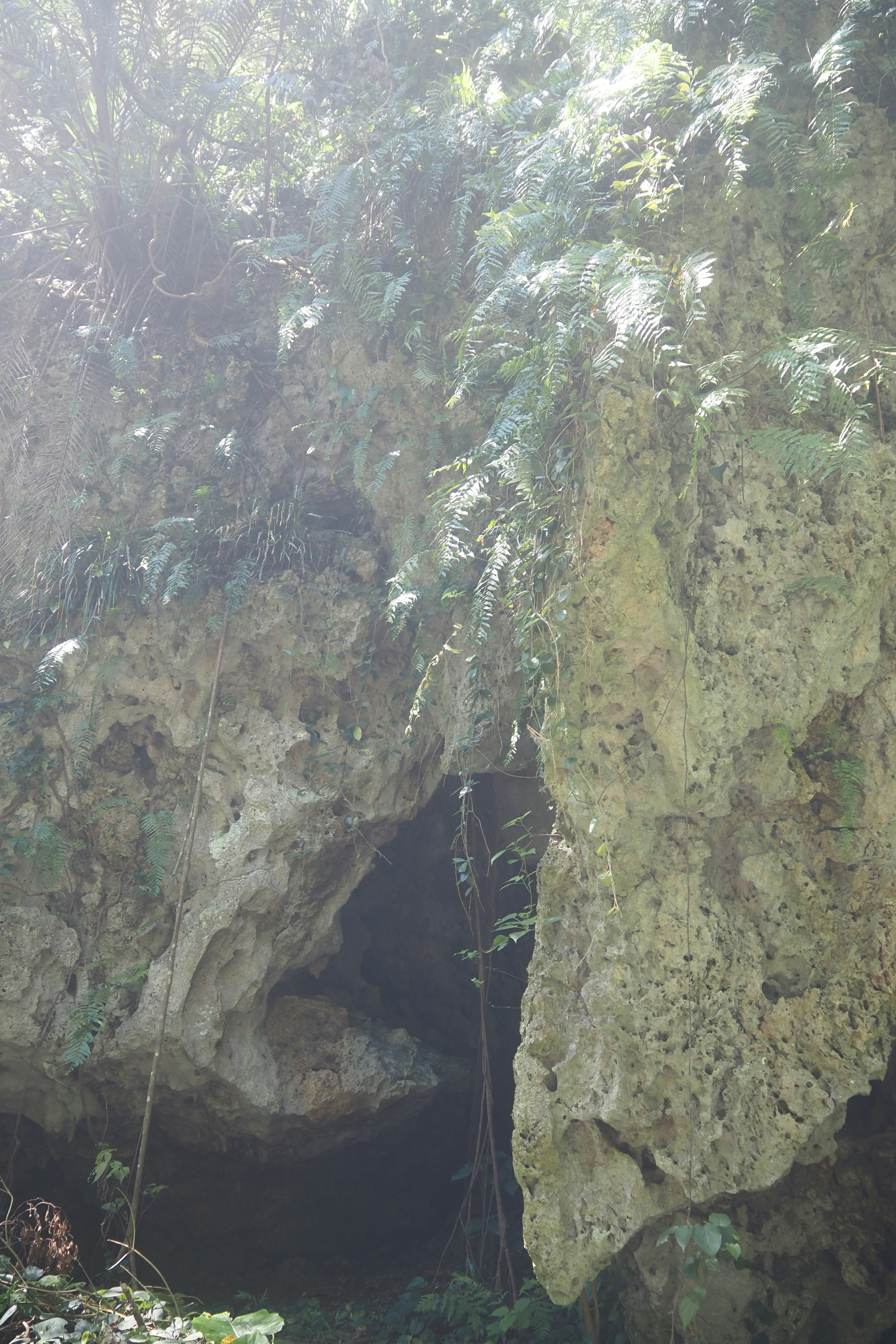 Entrada de cueva rodeada de follaje verde exuberante y rocas