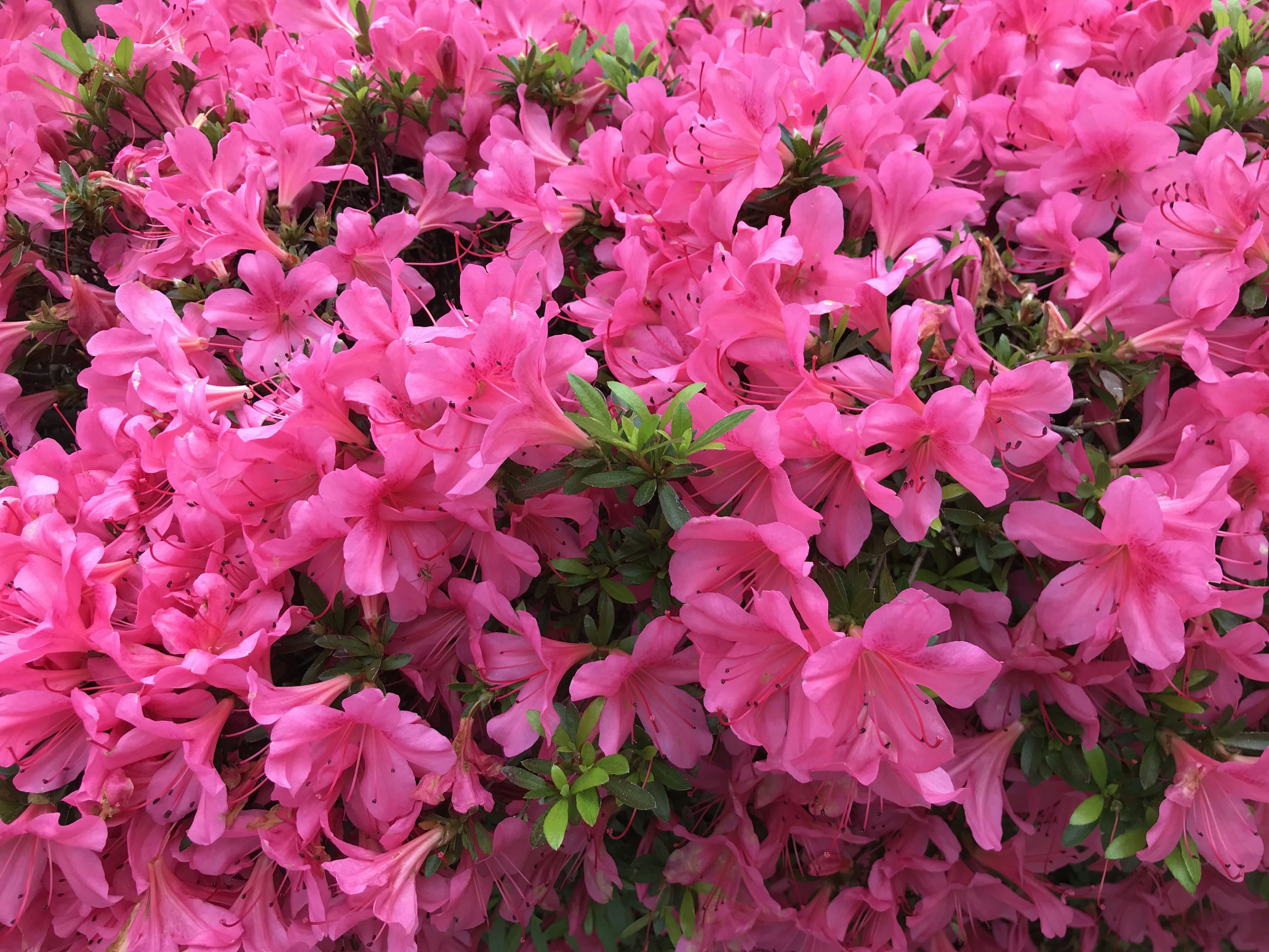 Vibrant pink azaleas in full bloom