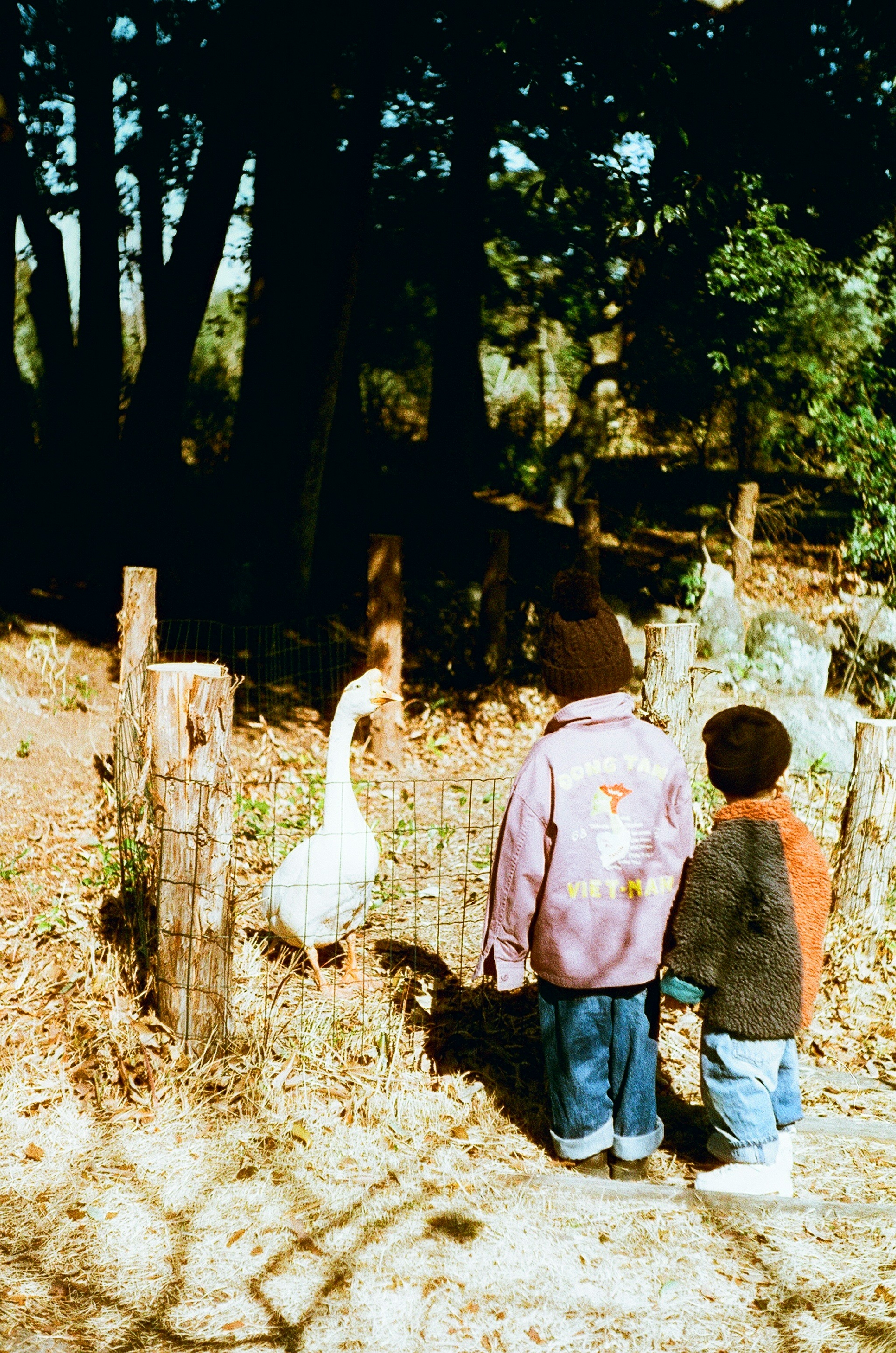 Deux enfants regardant une oie blanche dans un cadre naturel