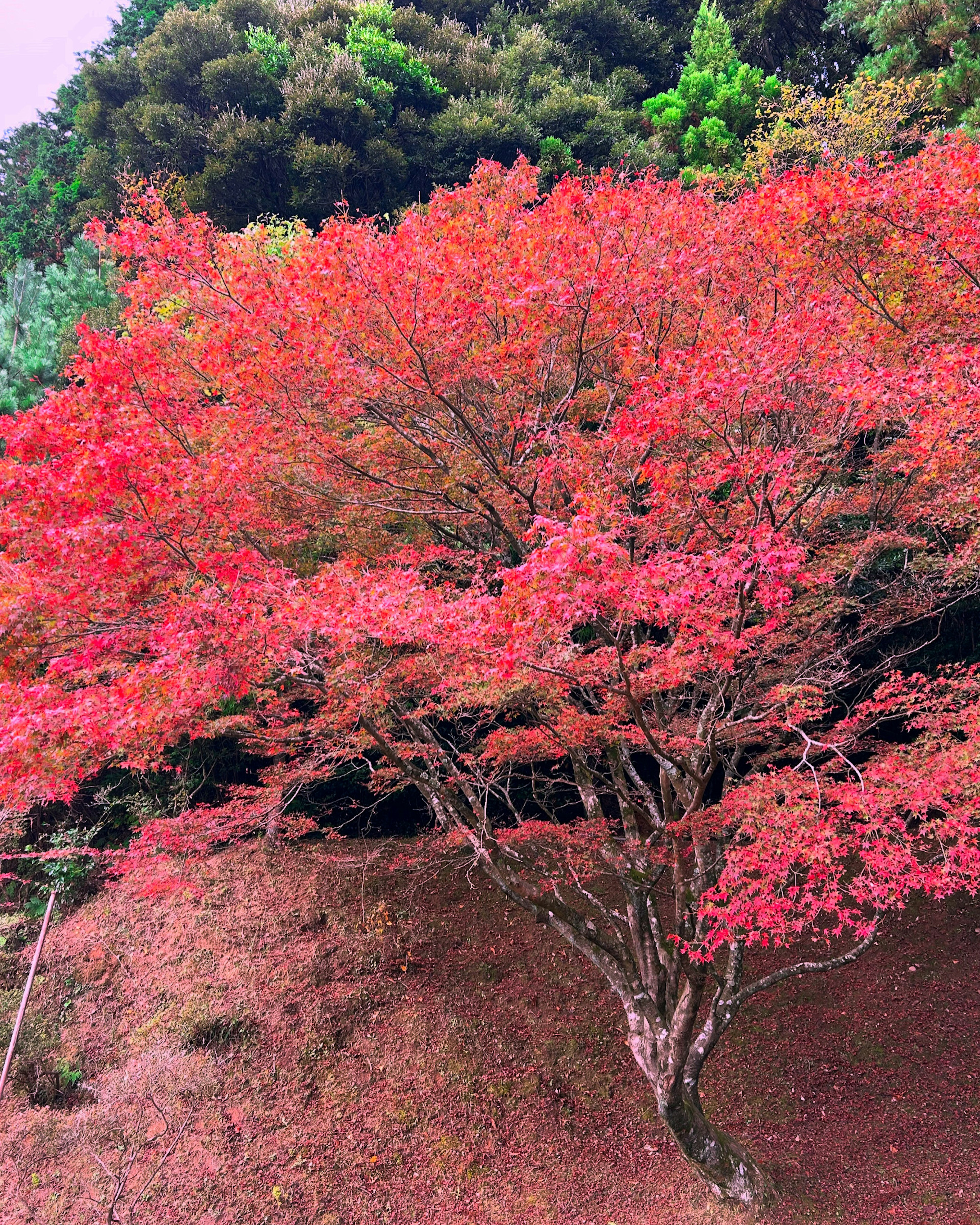 美しい紅葉の木が緑の山々の間に立っている