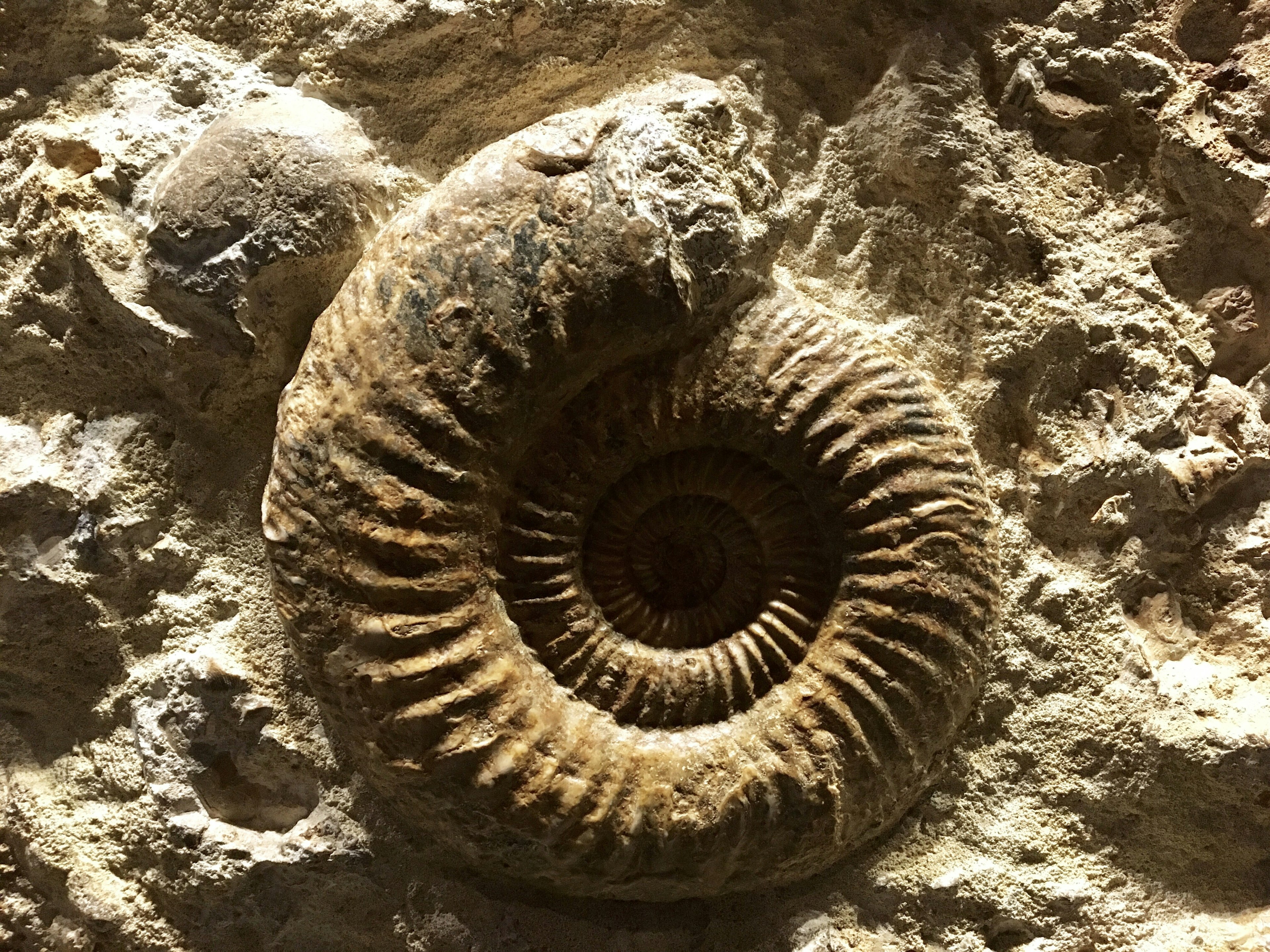 Ammonite fossile incrustée dans la pierre