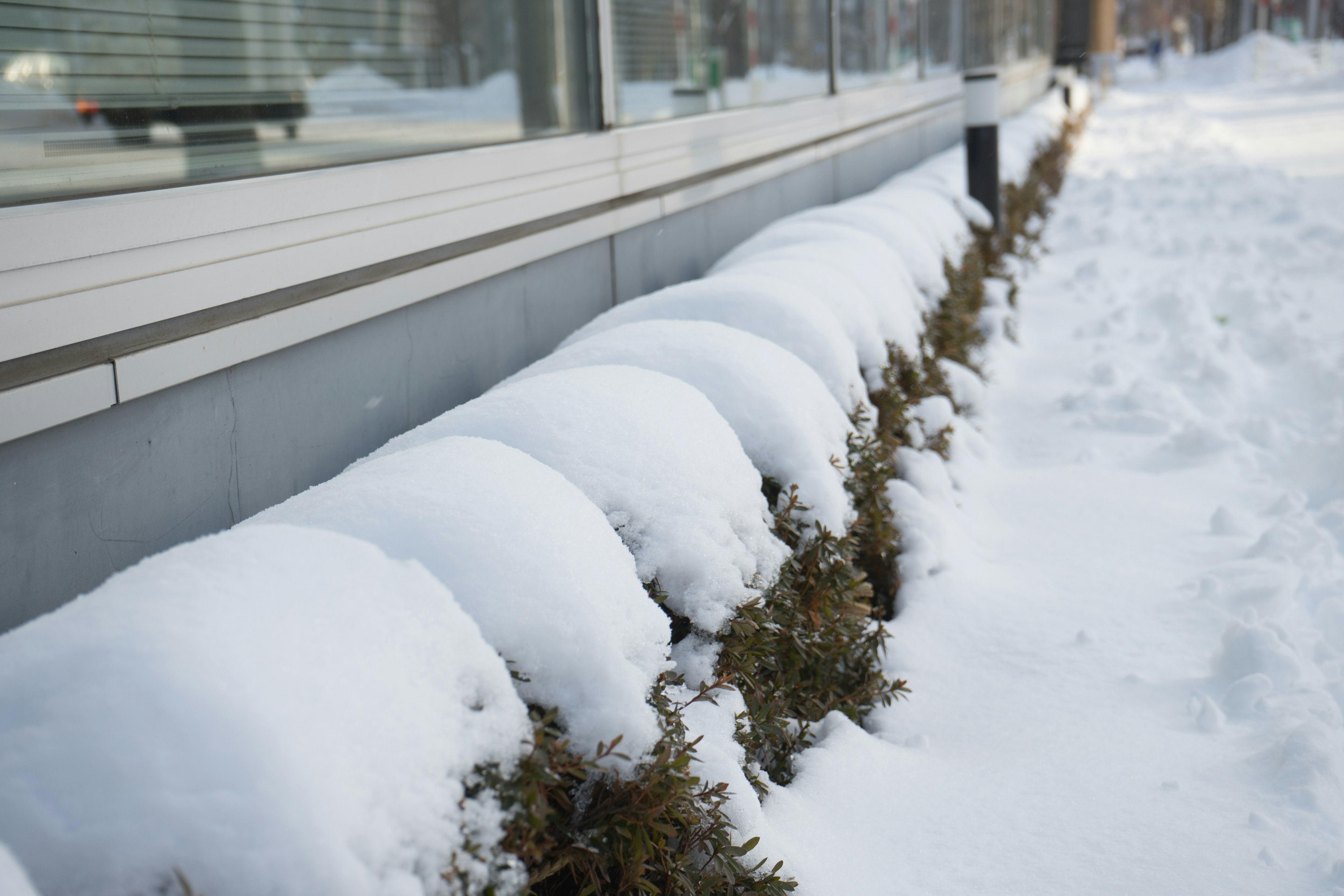 Snow-covered low shrubbery along a building's window