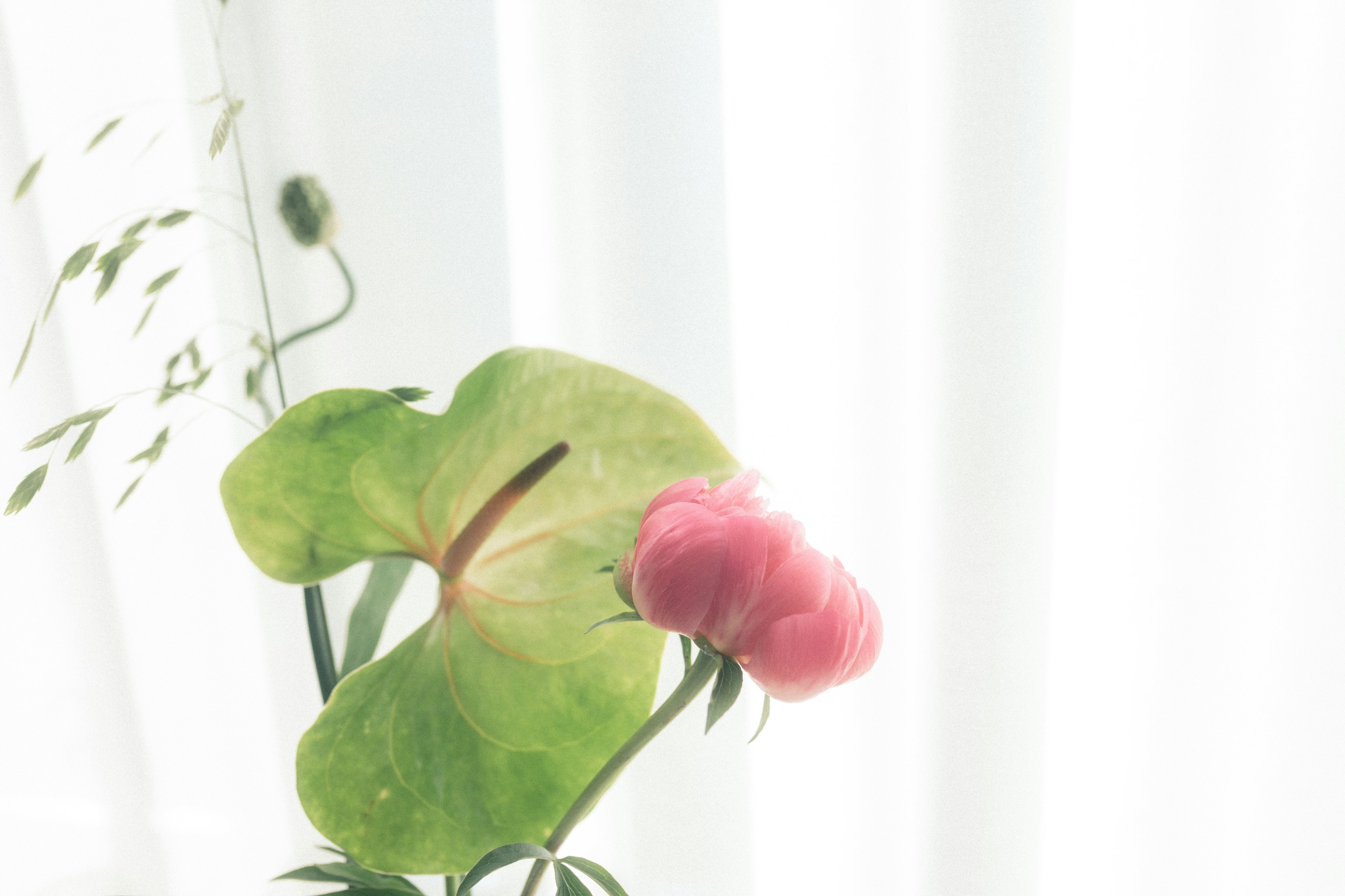 Un anthurium vert et une fleur rose disposés devant des rideaux blancs