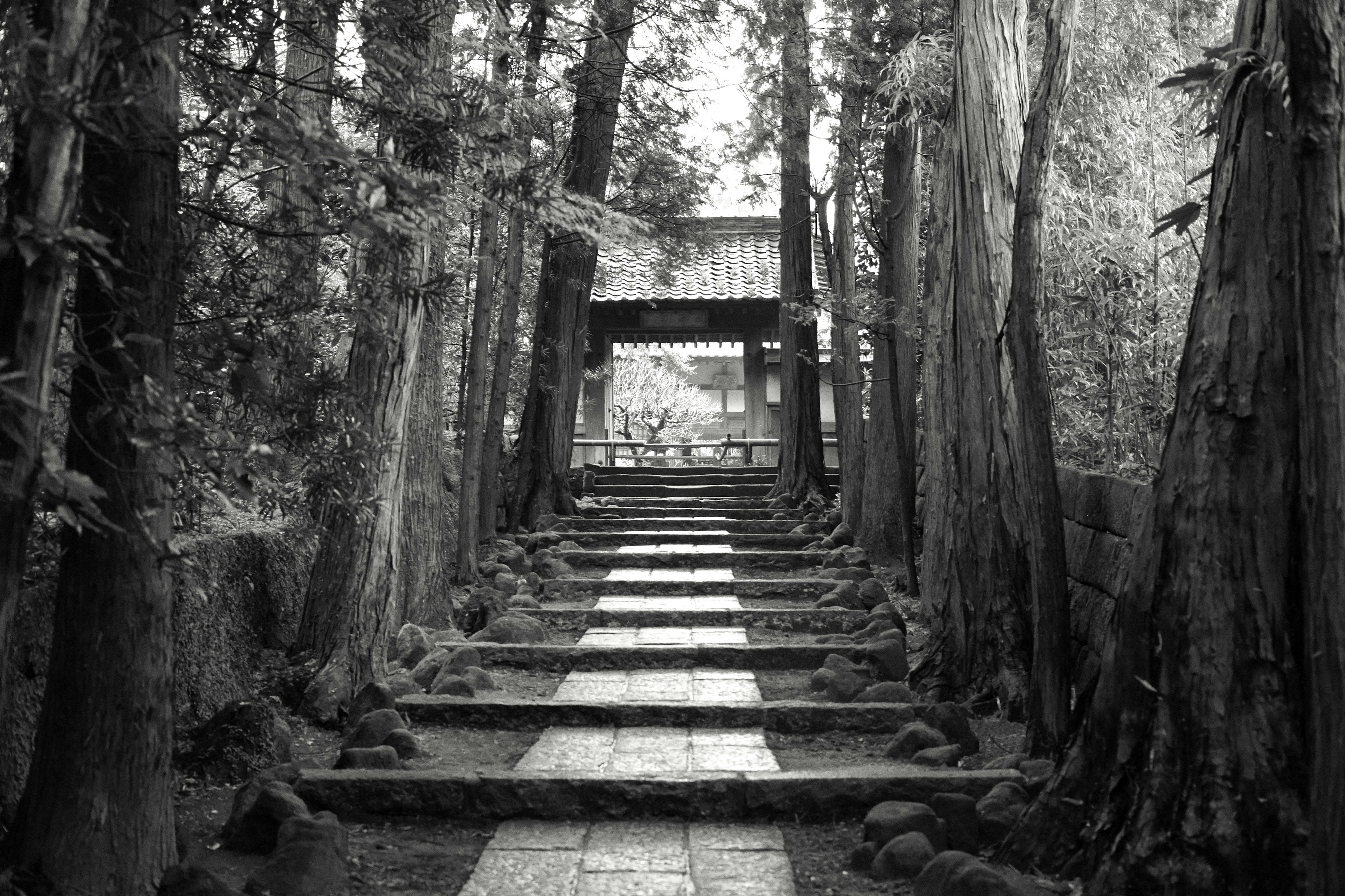 Sendero en blanco y negro flanqueado por árboles que conduce a la entrada de un santuario