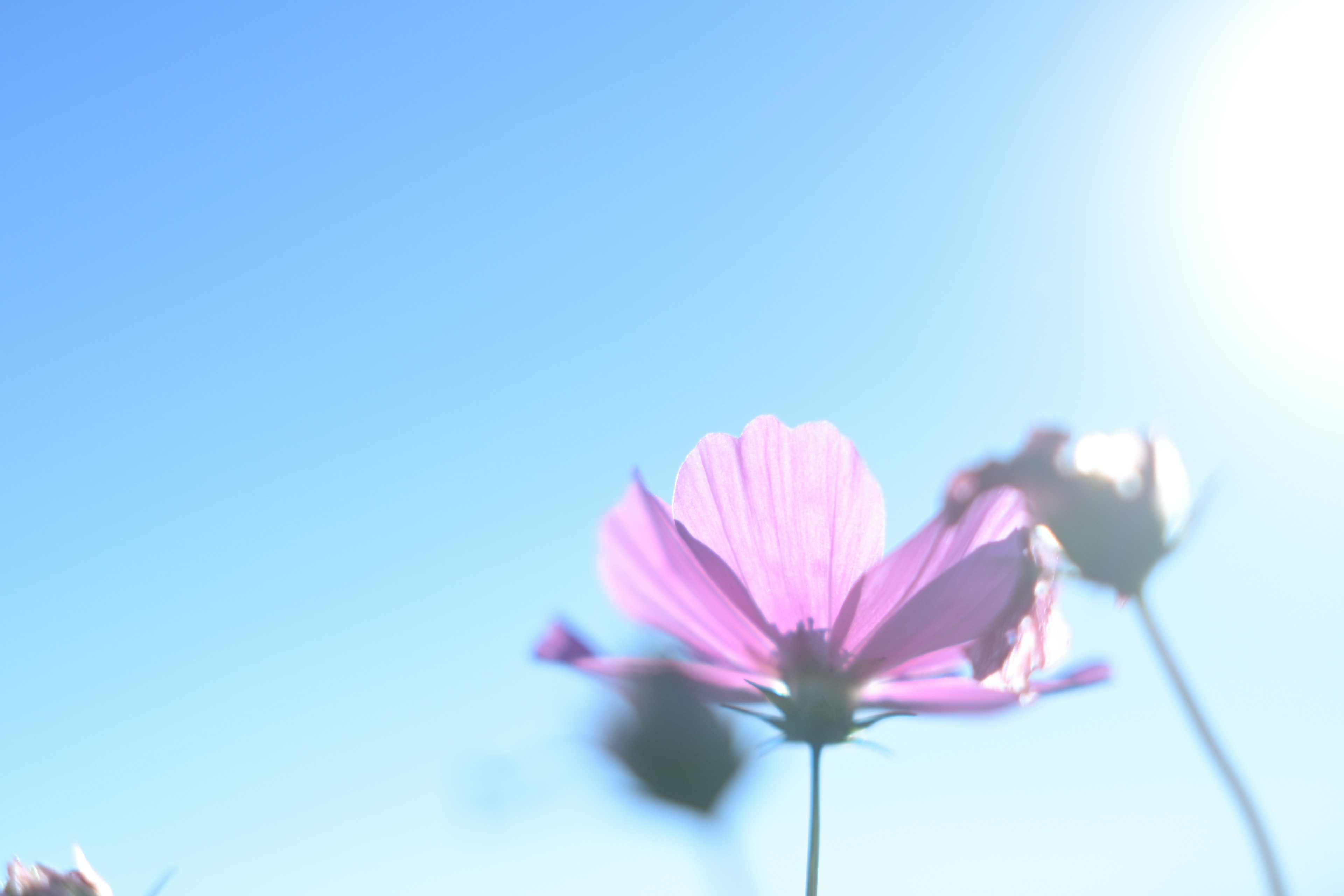 Immagine morbida di fiori rosa che sbocciano sotto un cielo blu