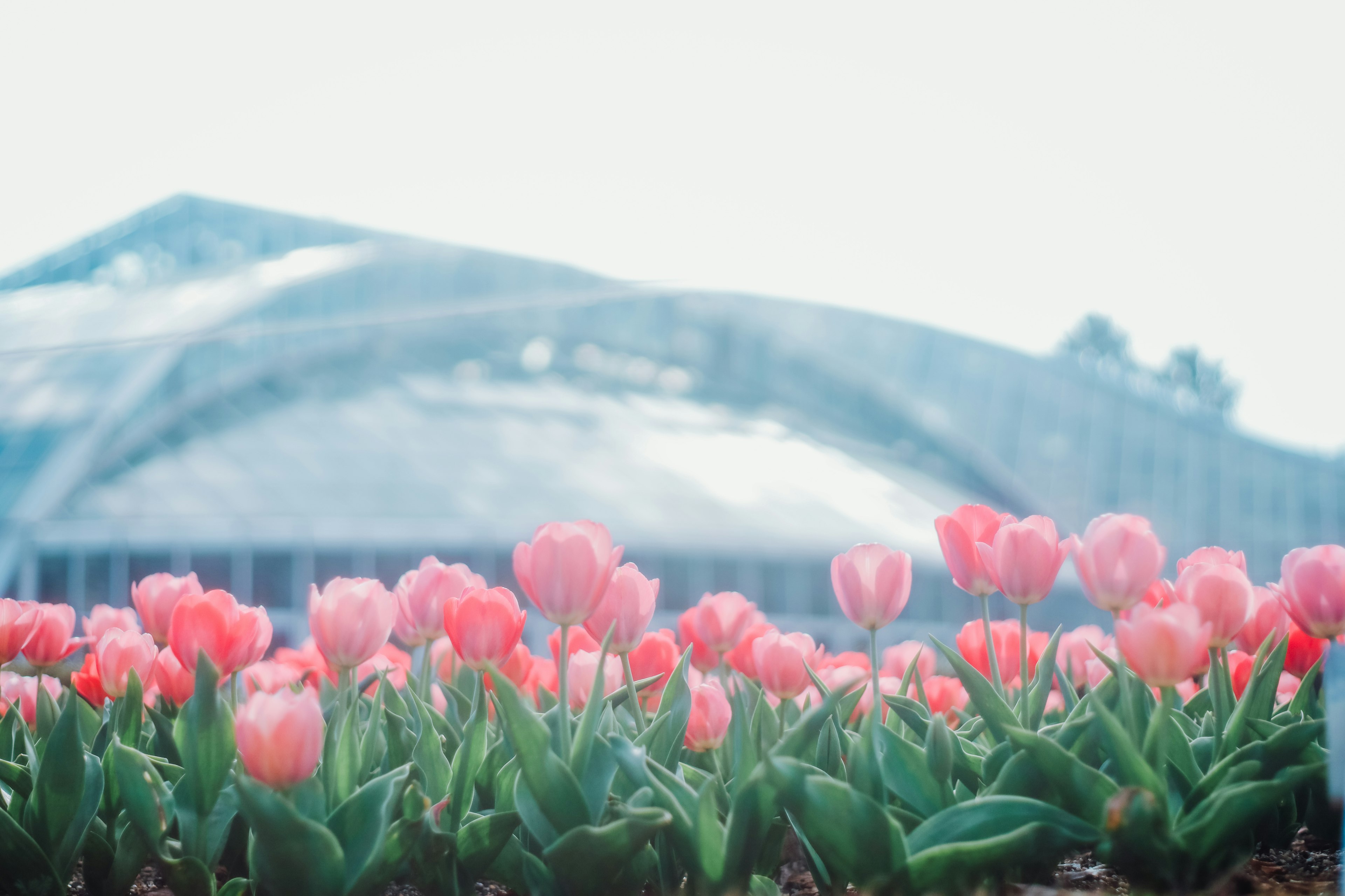 Tulipani rosa che fioriscono su uno sfondo blu chiaro con una serra a tetto in vetro