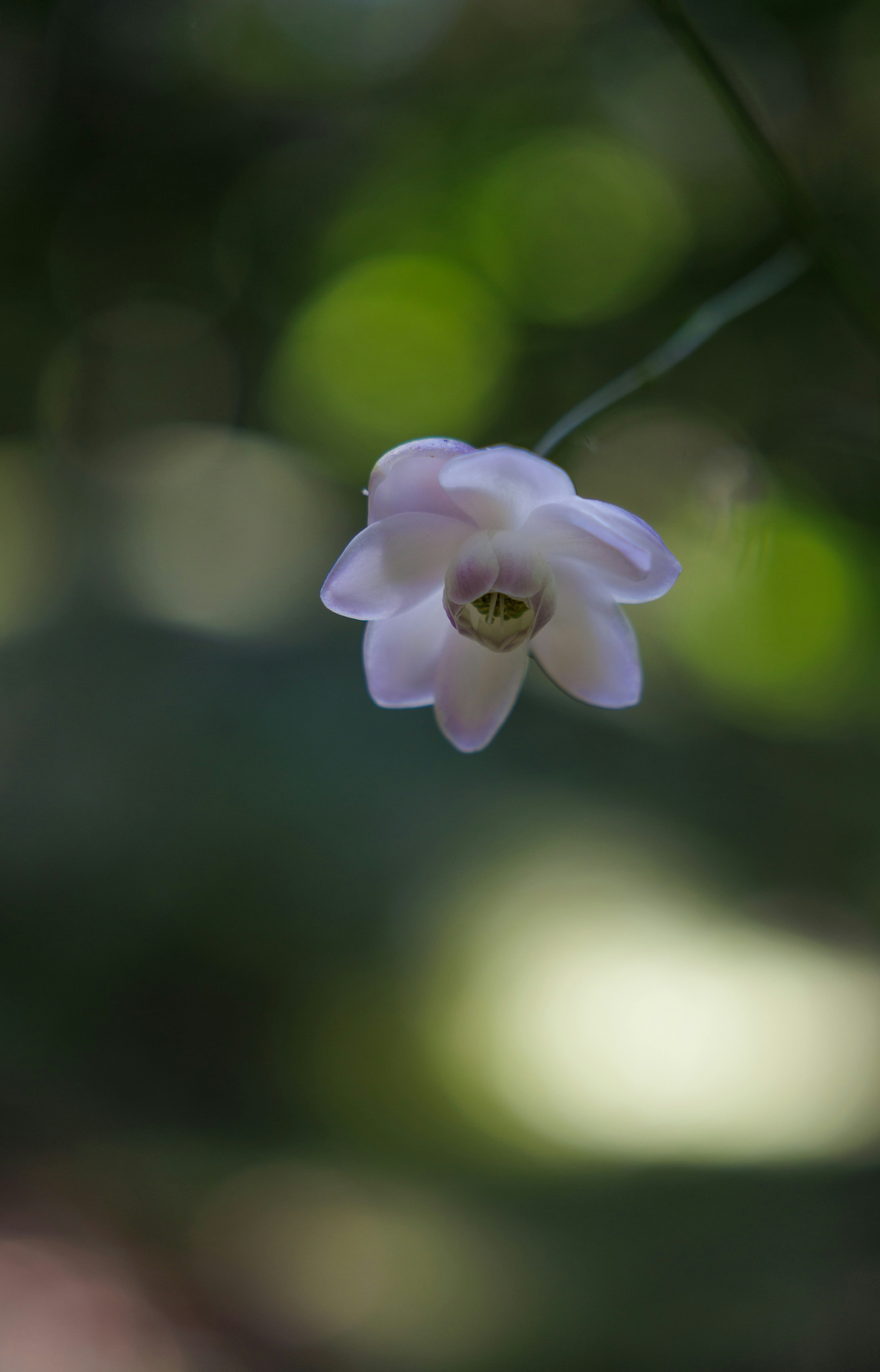 Eine blassrosa Blume hebt sich vor einem grünen Hintergrund ab