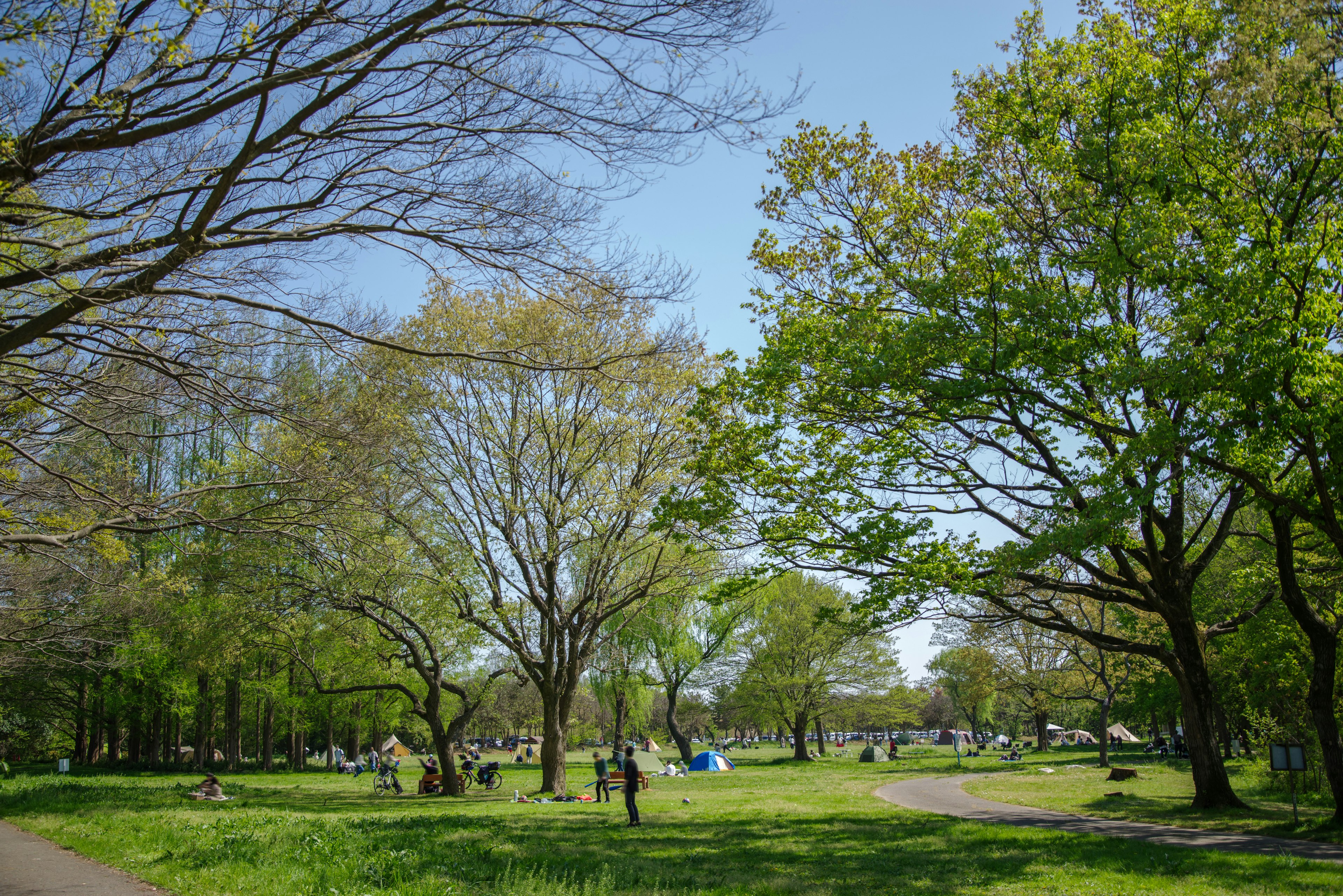 Paysage de parc luxuriant avec ciel bleu et arbres verts frais des gens profitant de l'extérieur