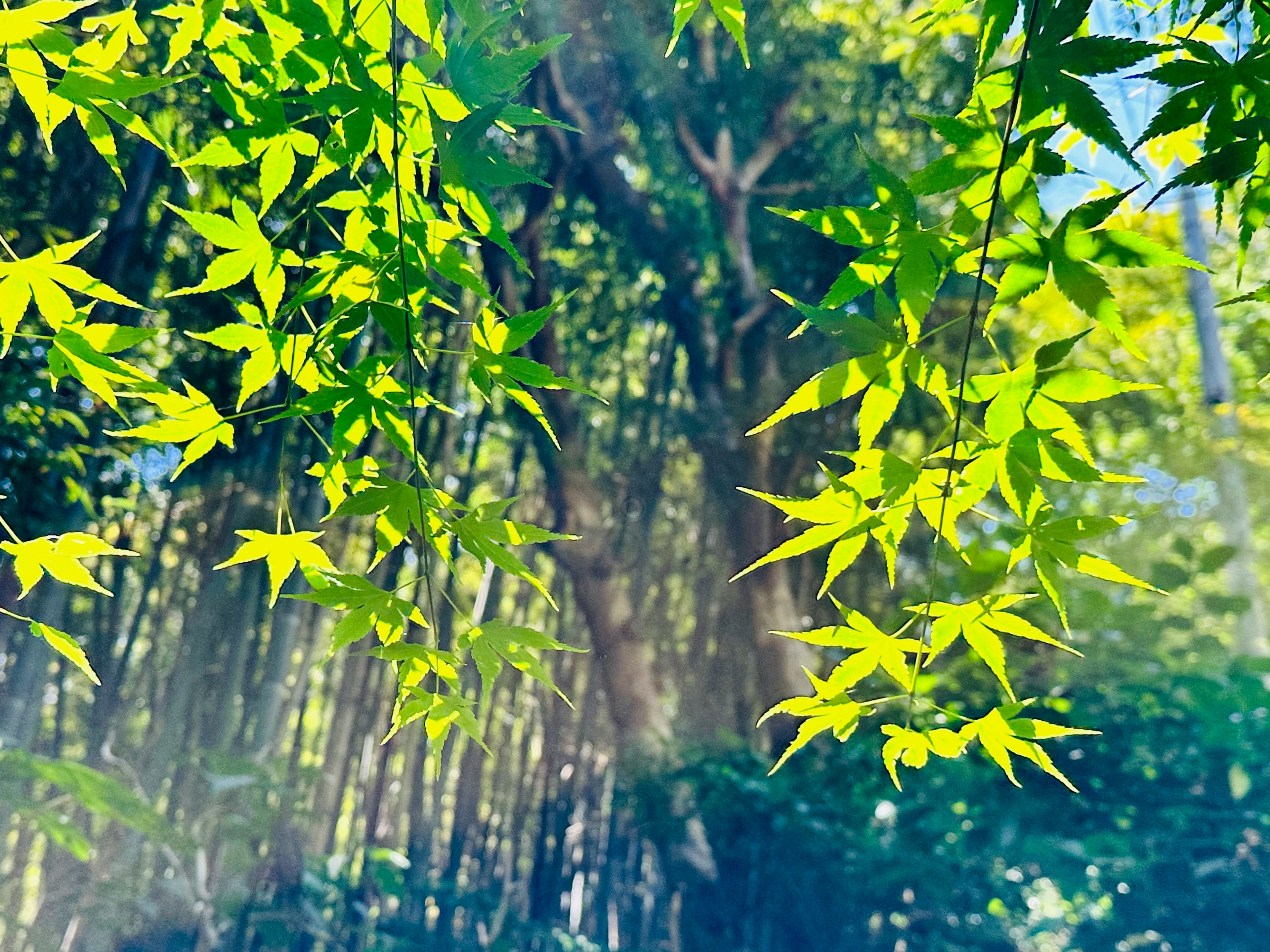 藍天下郁郁蔥蔥的綠葉與竹林