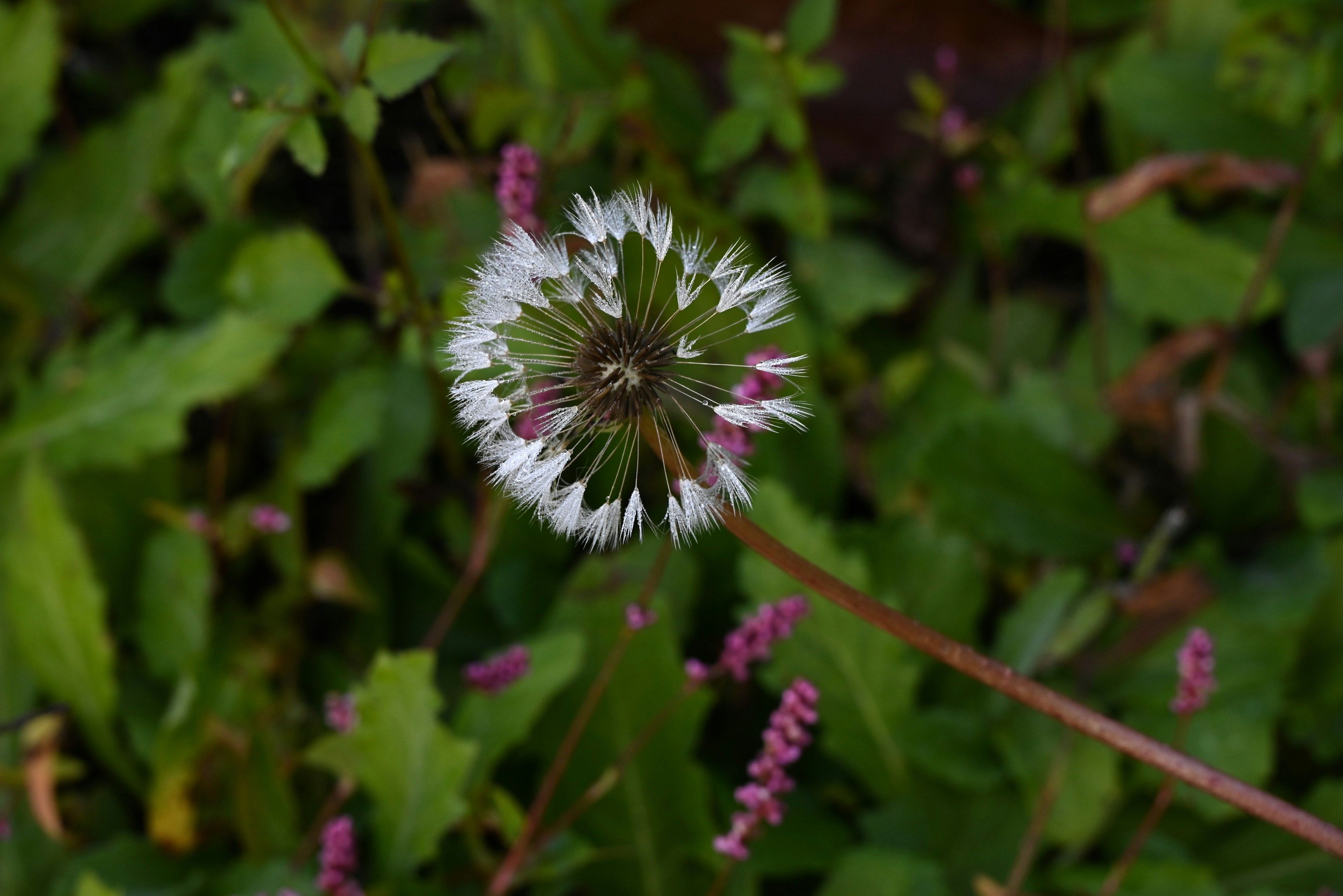 White dandelion flower with green leaves in the background