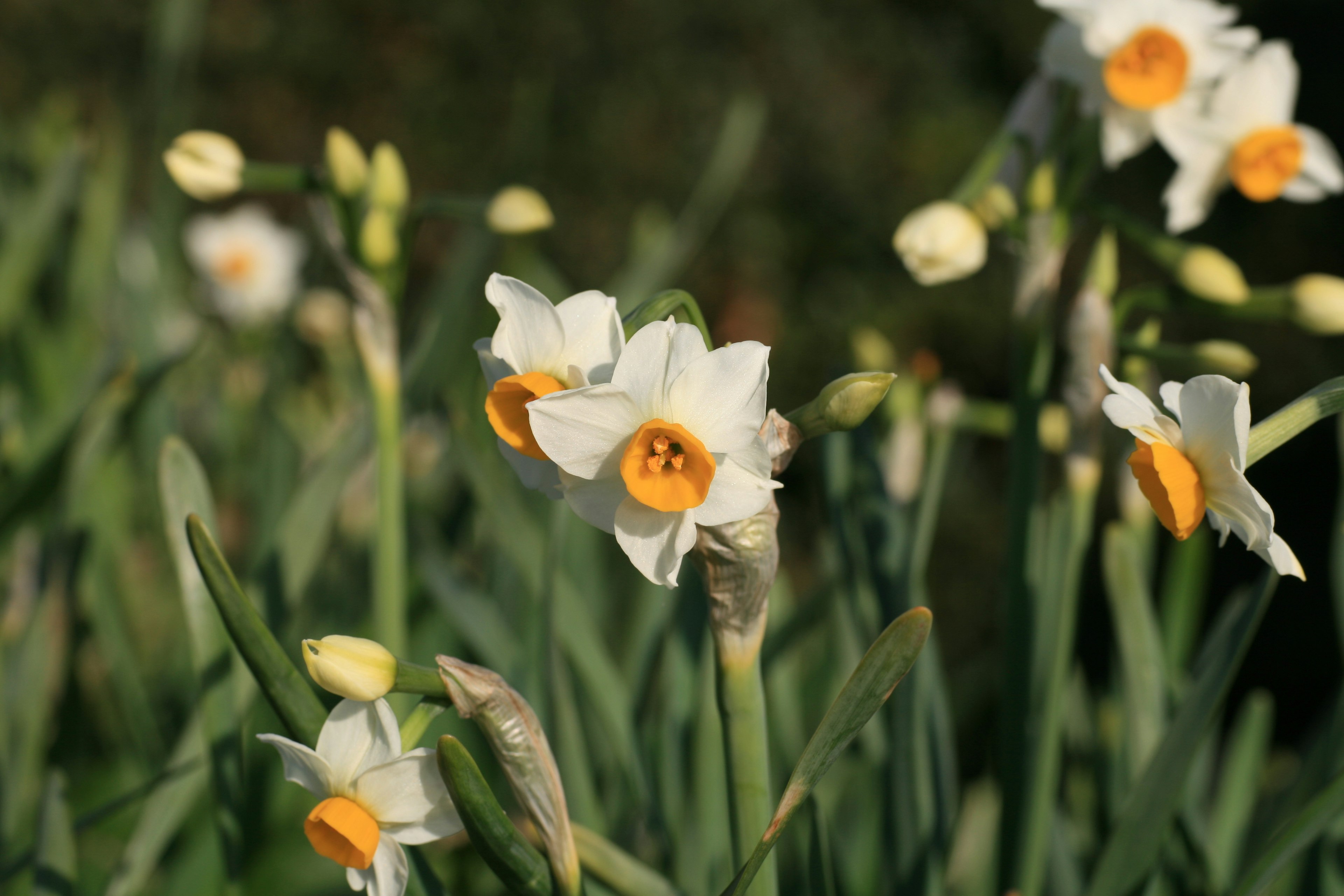 A field of white daffodils blooming among green leaves