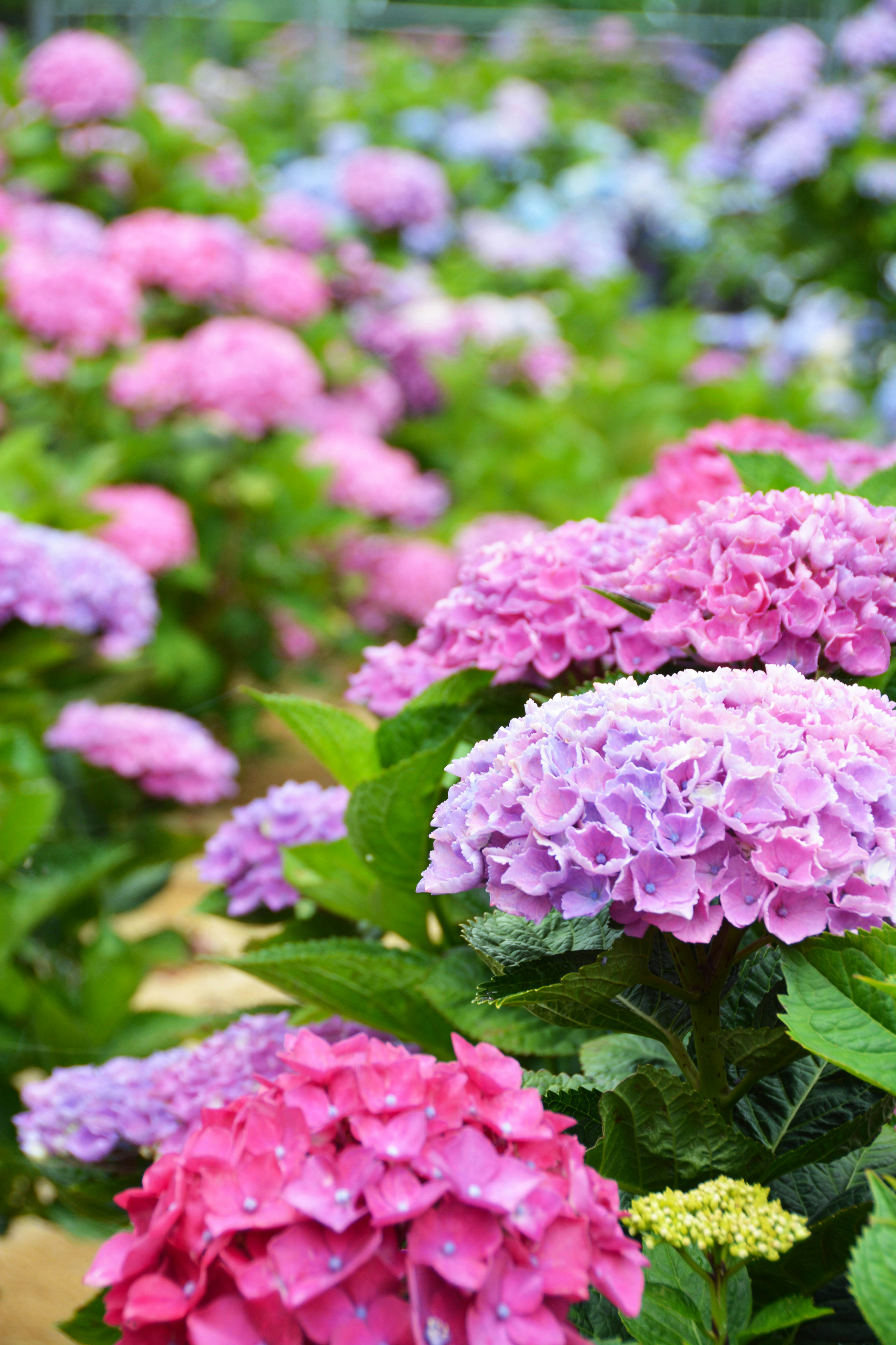 色とりどりのアジサイが咲く花壇の風景