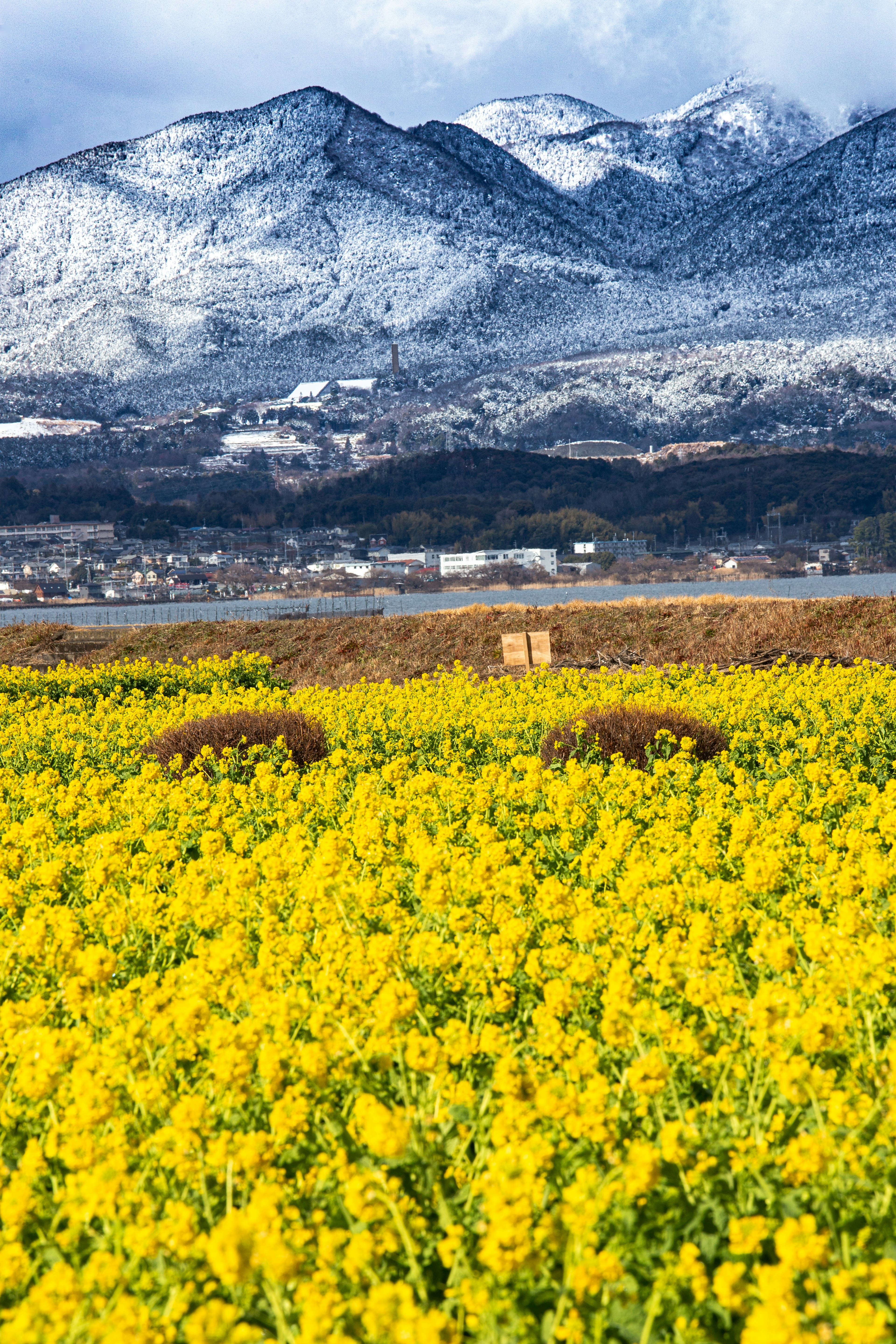 Landscape of snow-covered mountains and a field of yellow flowers