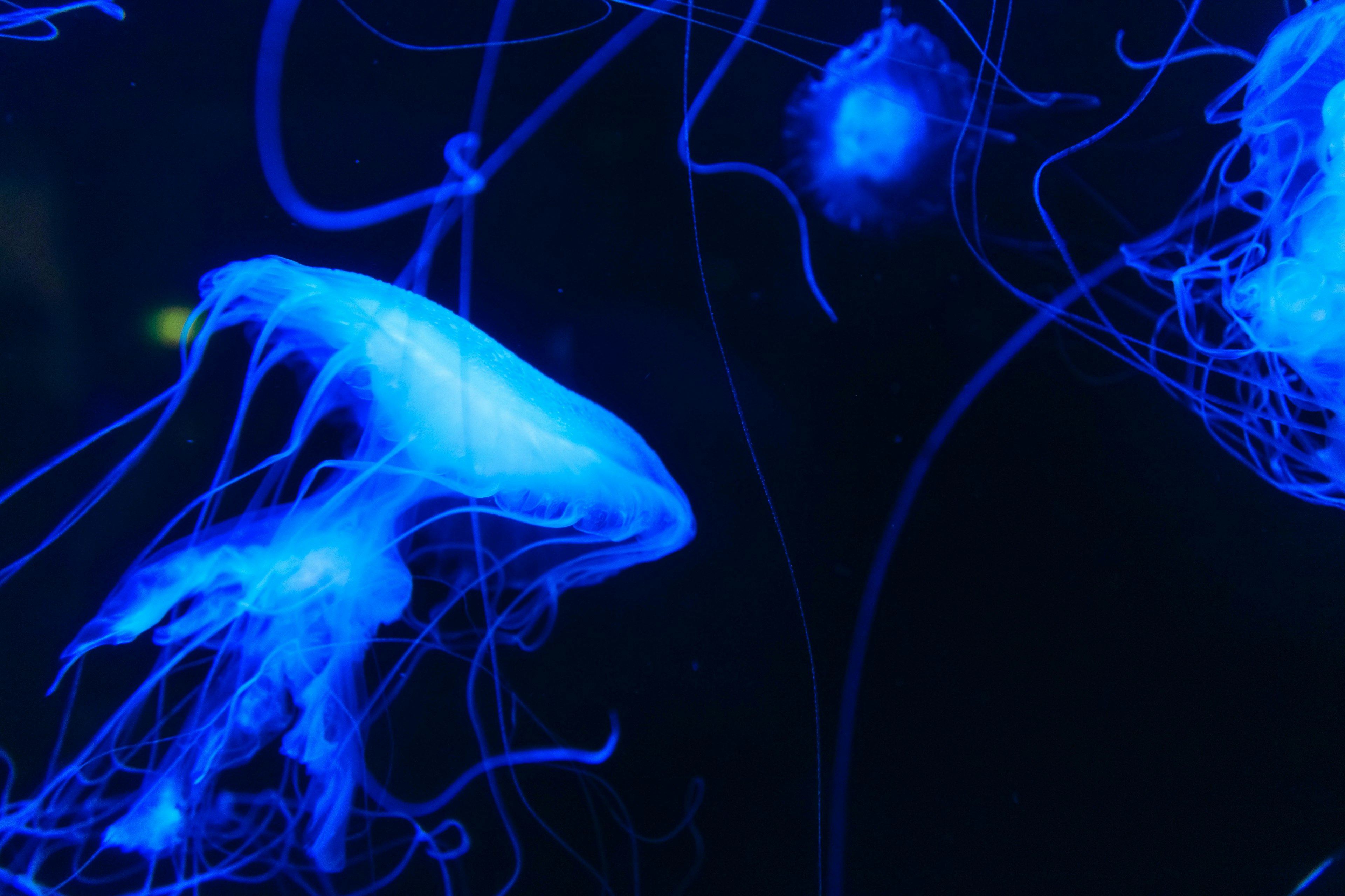 Hermosa imagen de medusas azules flotando contra un fondo oscuro