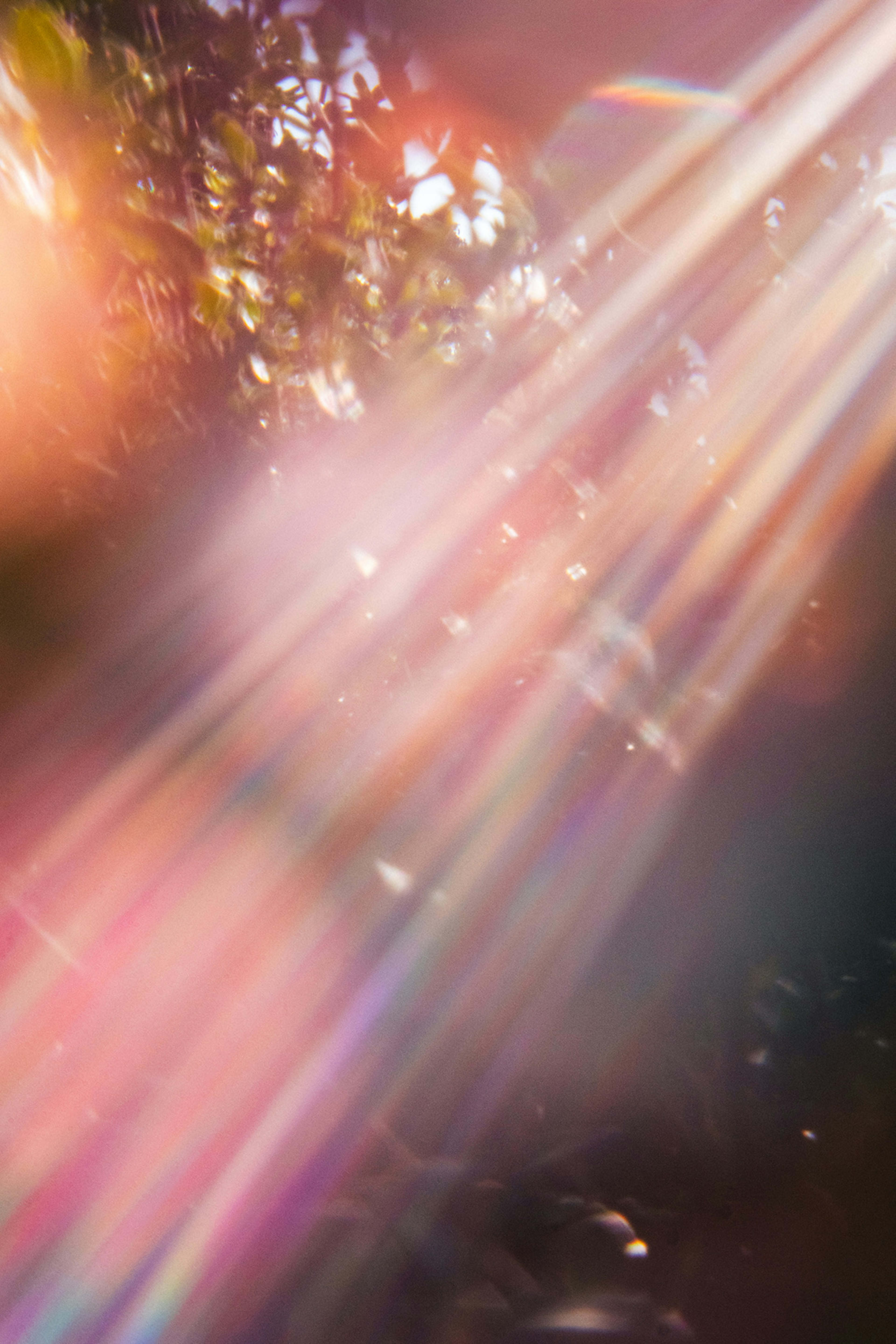 Abstract scene of colorful light rays streaming through trees