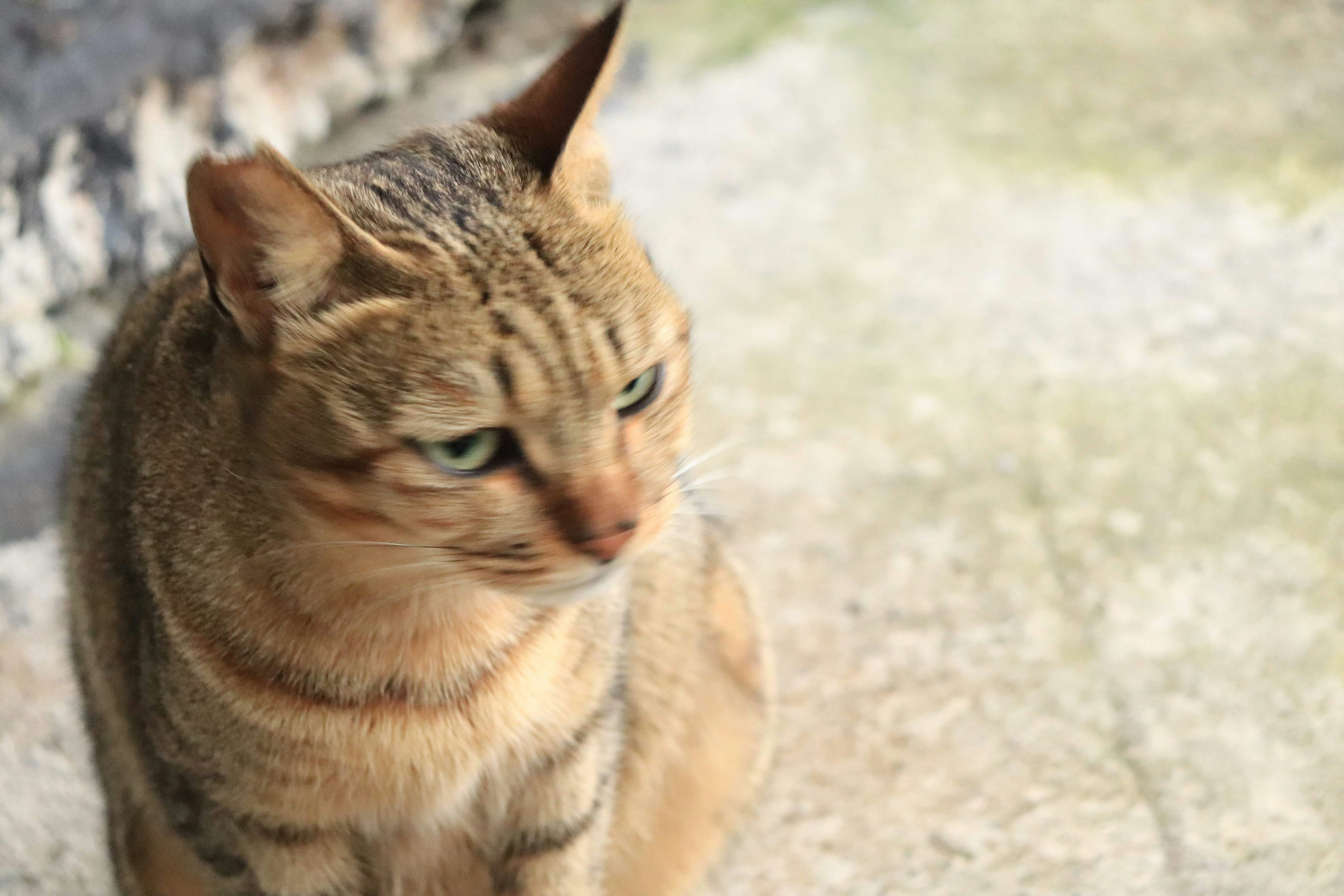 Seekor kucing duduk tenang dengan garis coklat dan mata hijau