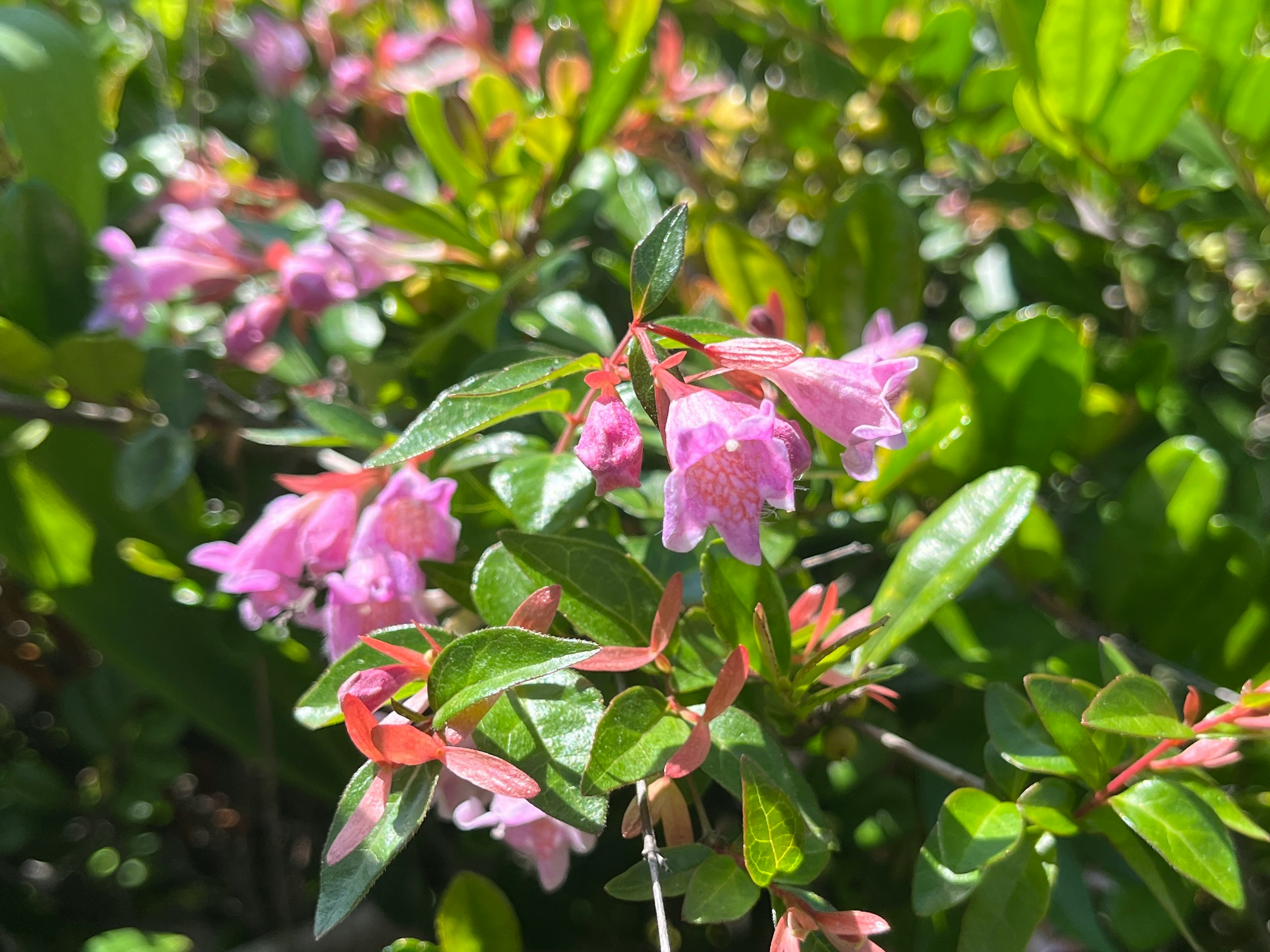 绿色叶子间绽放的精致粉红花朵