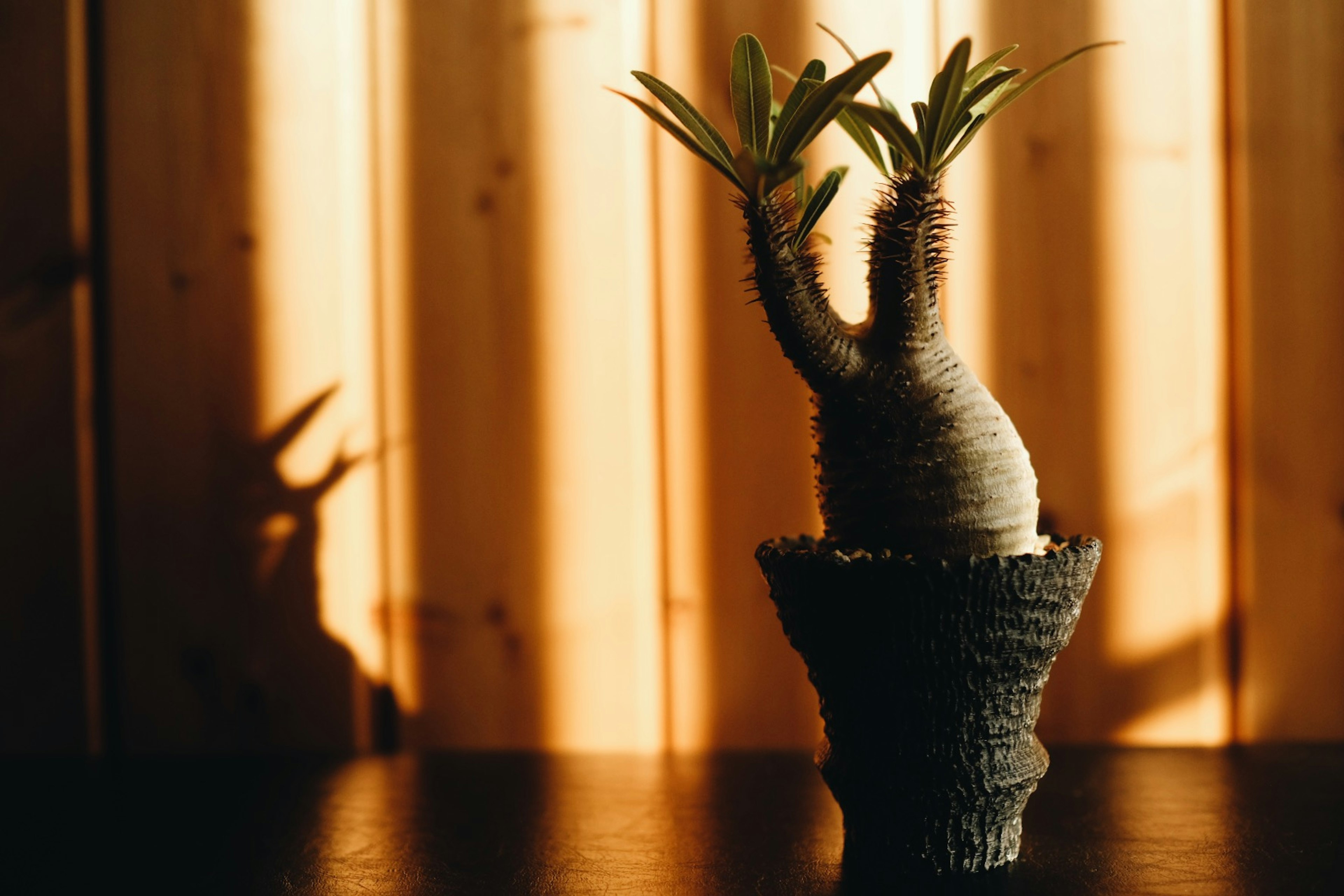 Planta suculenta en maceta con forma única proyectando una sombra en una pared de madera