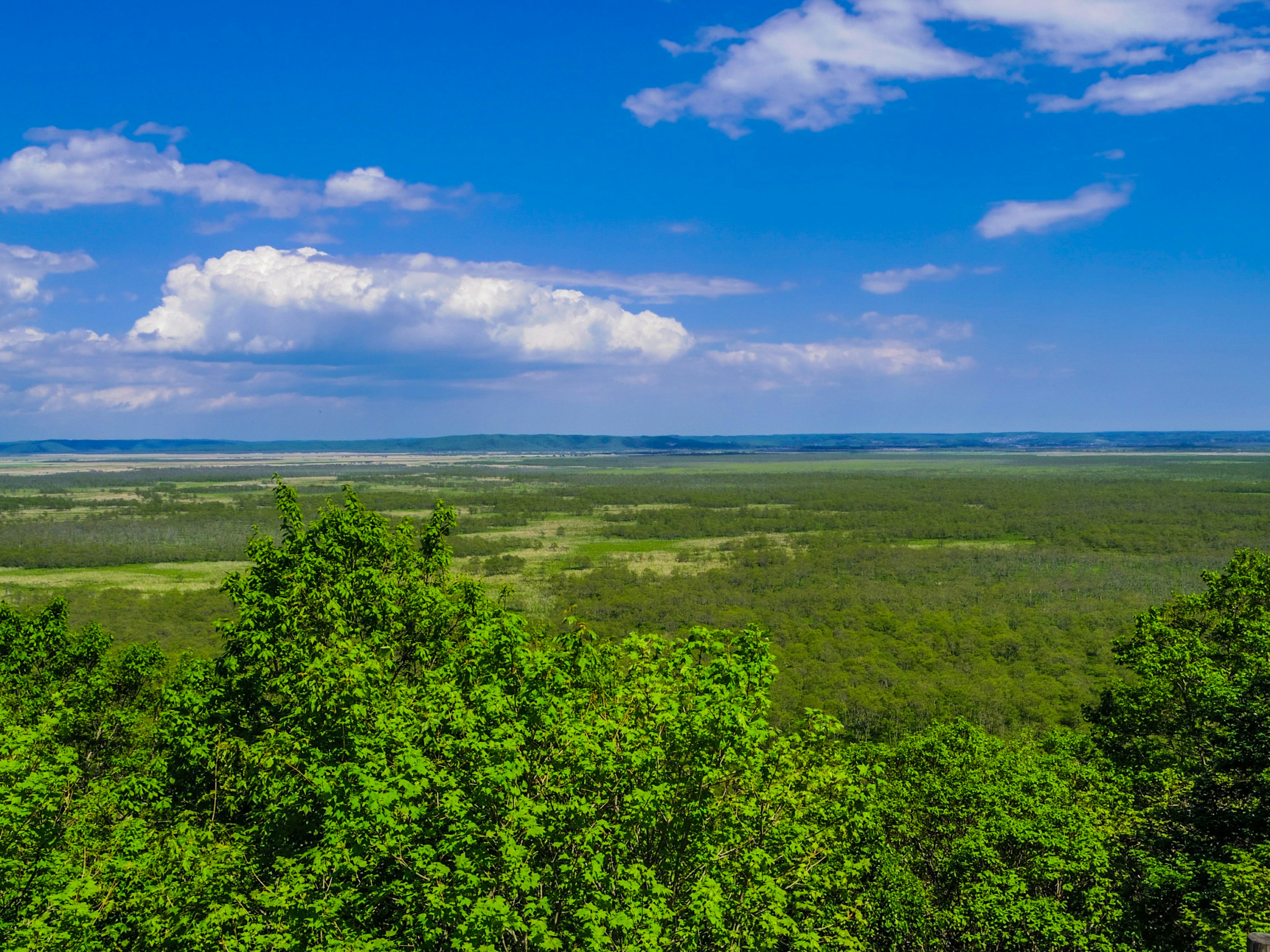 Üppiger grüner Wald mit einem weiten blauen Himmel und Wolken