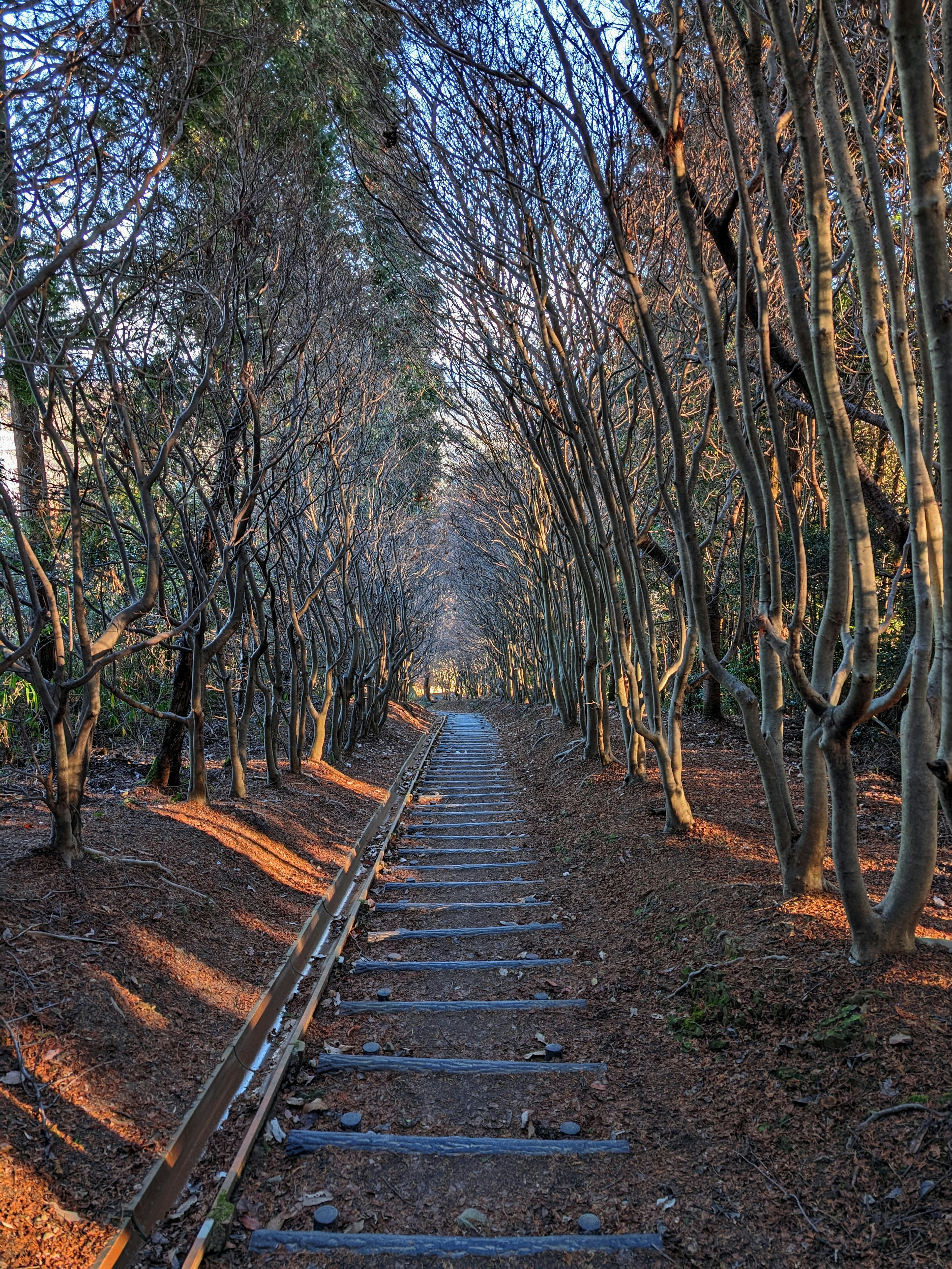 Camino sereno bordeado de árboles y hojas caídas