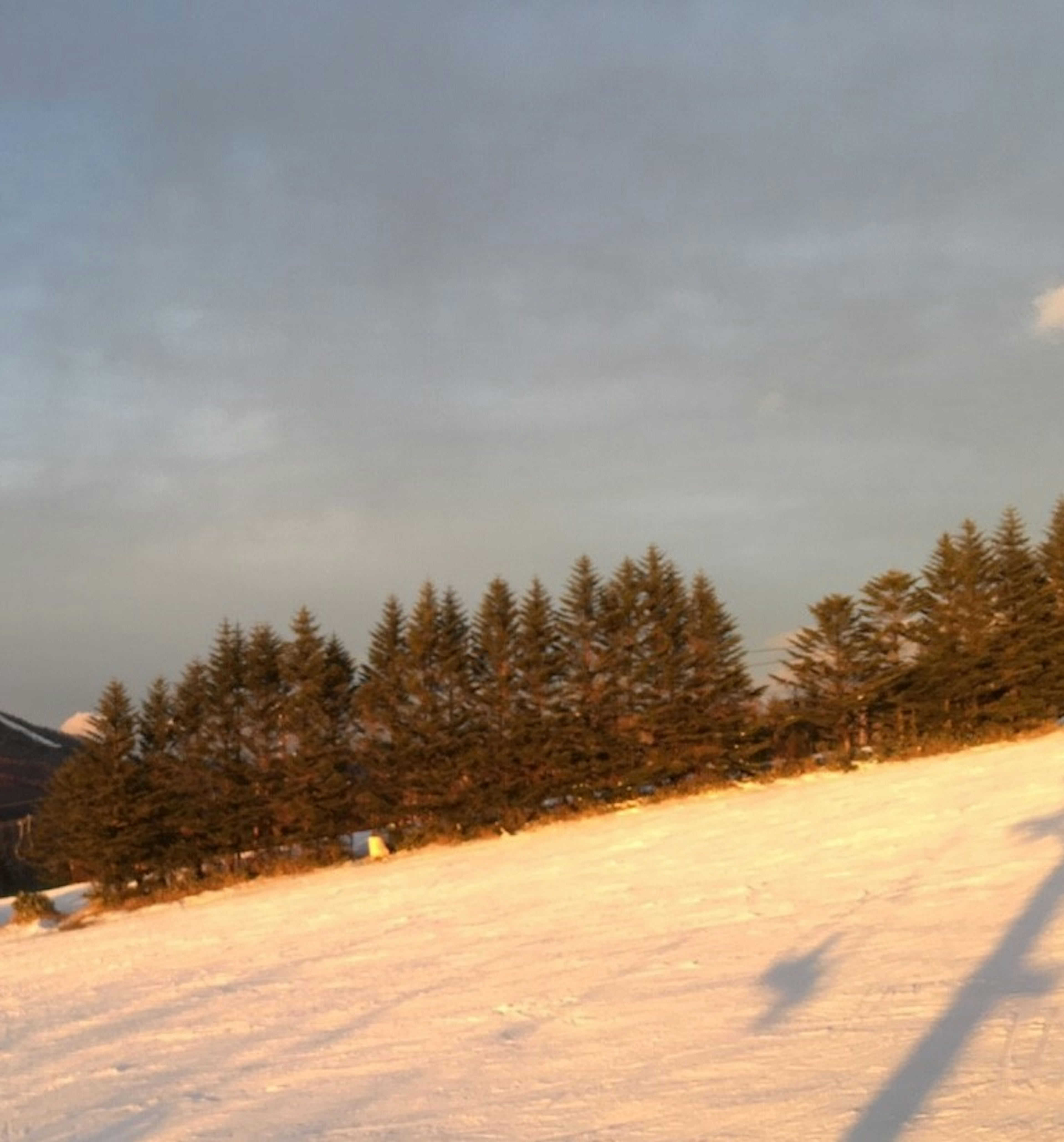 Snow-covered slope with silhouetted trees illuminated by sunset